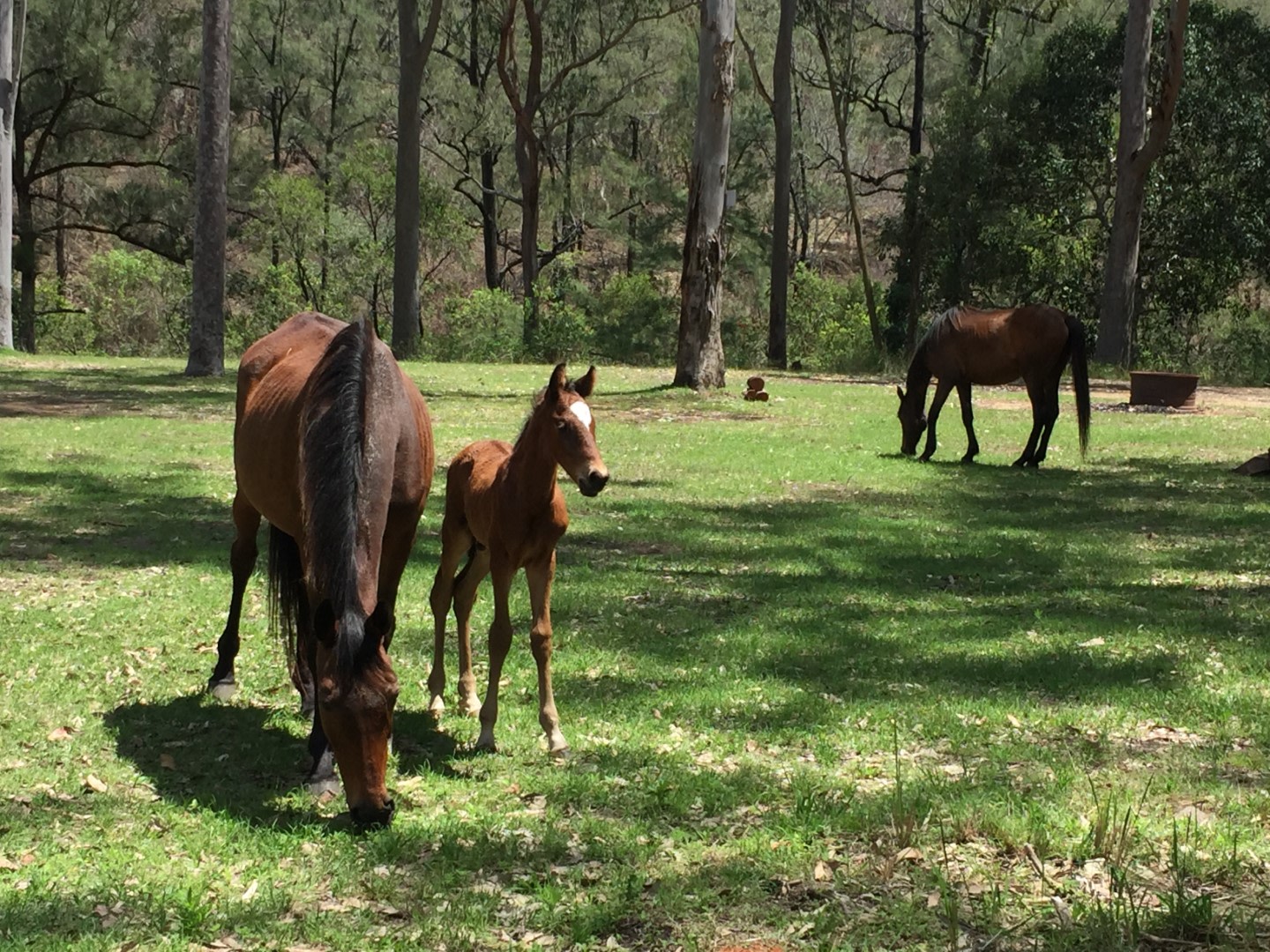 brumbies with newly born