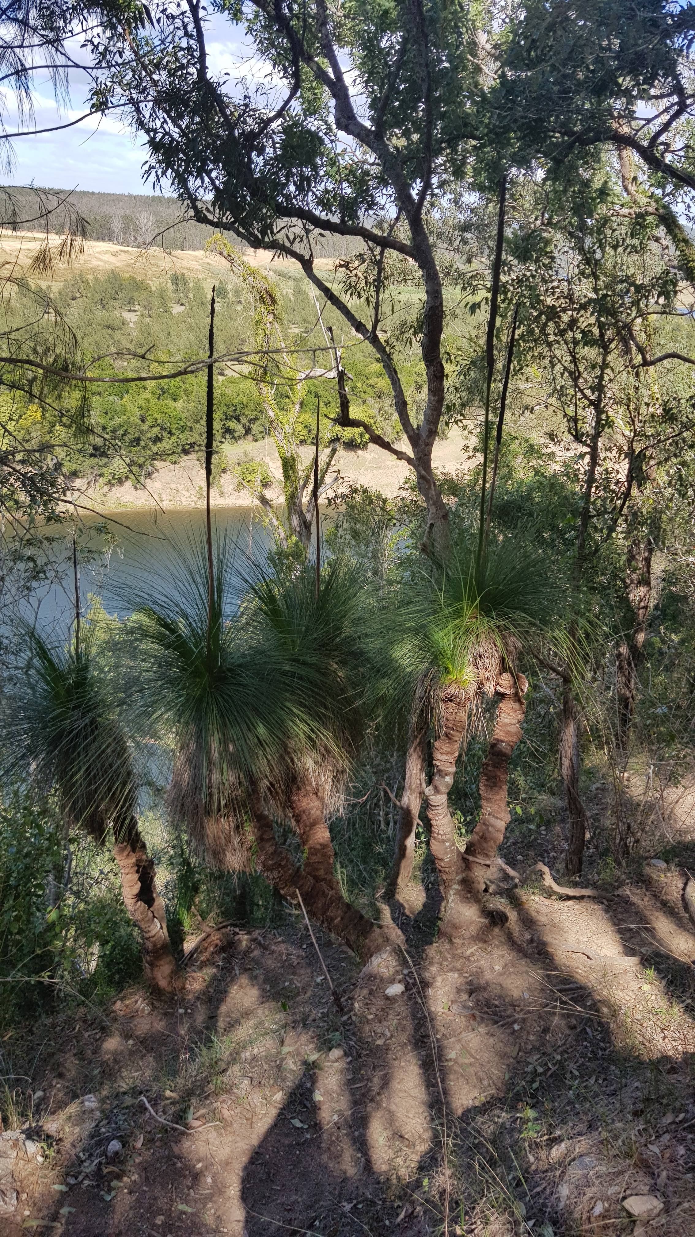 Grass tree below Lazzas log