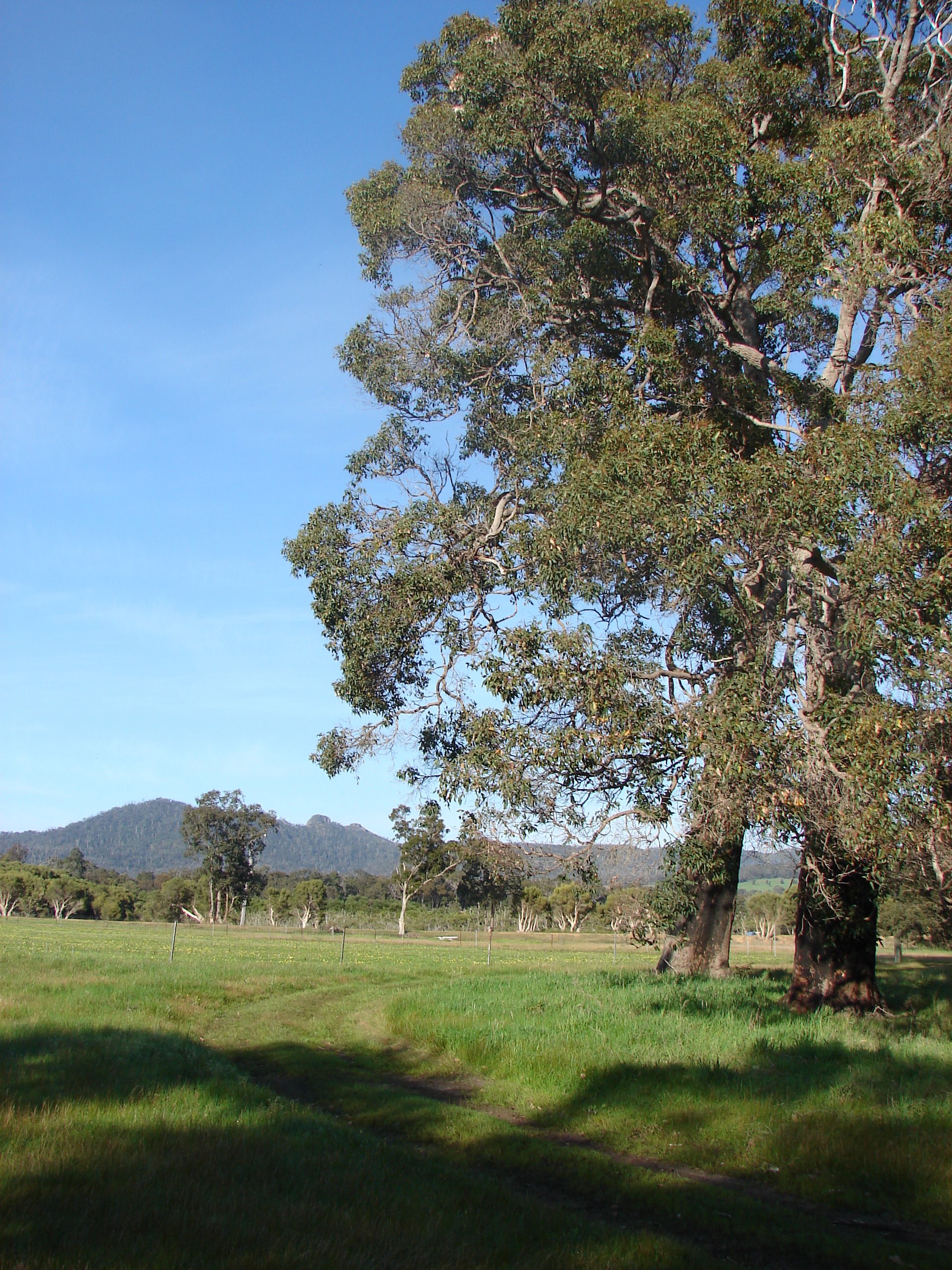 Huge old Marri trees (Corymbia calophylla) provide shade while you enjoy your view to Twin Peaks in the Porongurup Range.