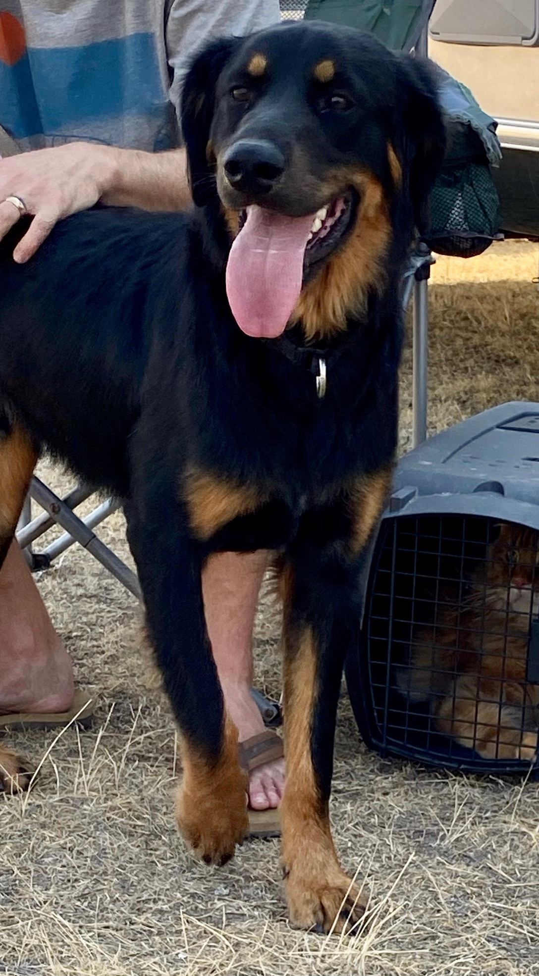 Neighbors pup