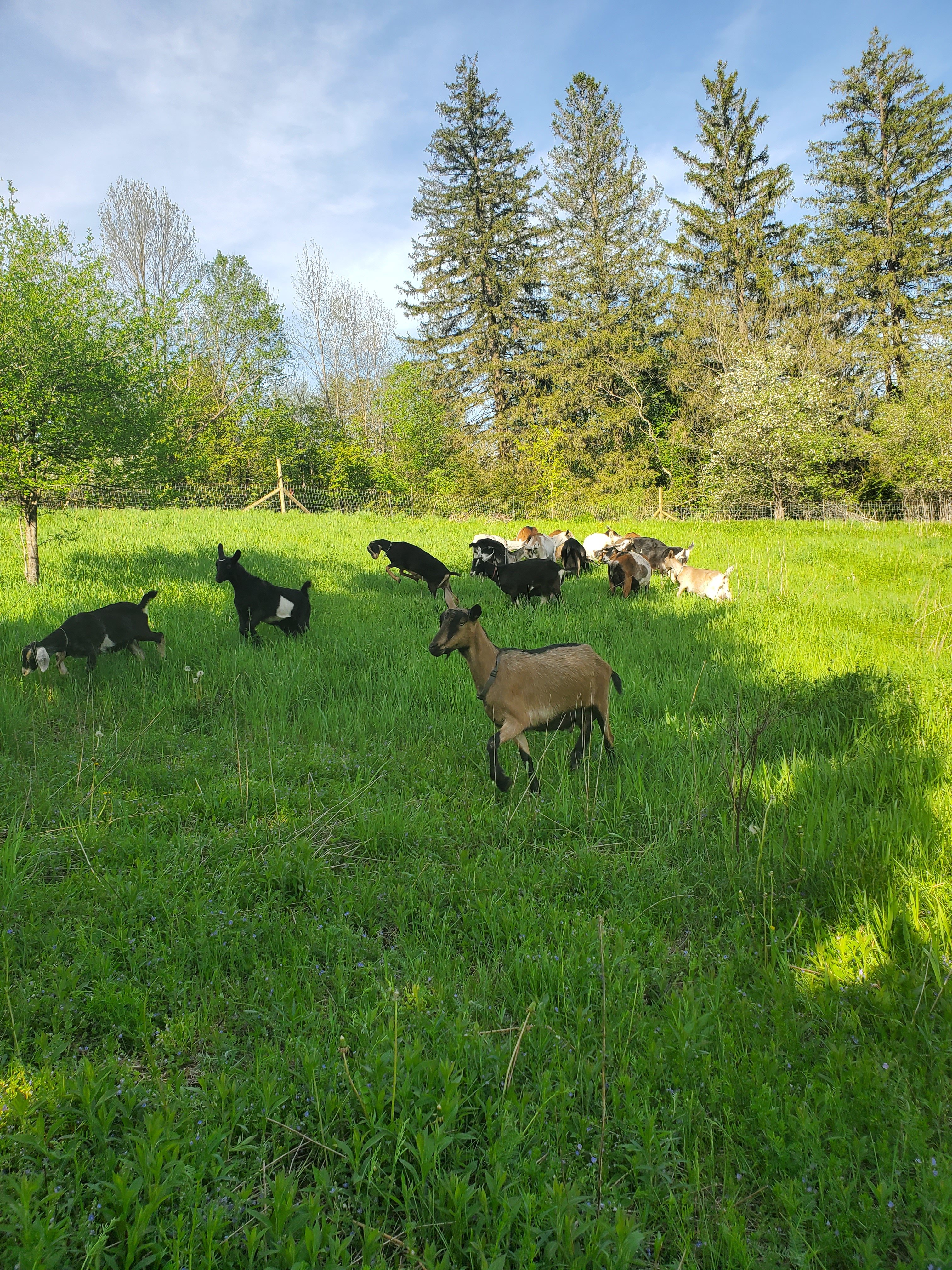 Goat Farm streamside