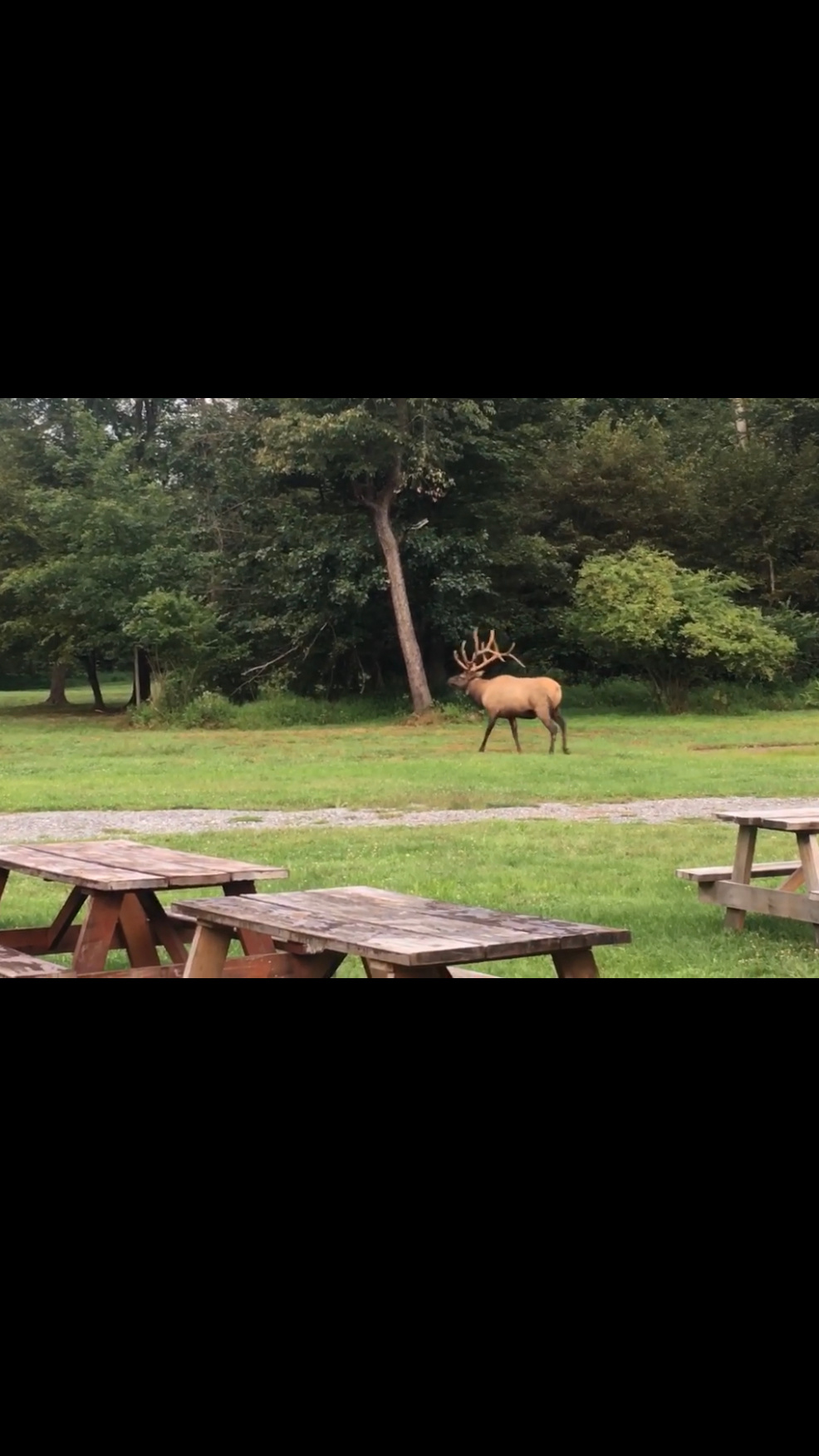 Listen to big bull elks bugling in the fall
