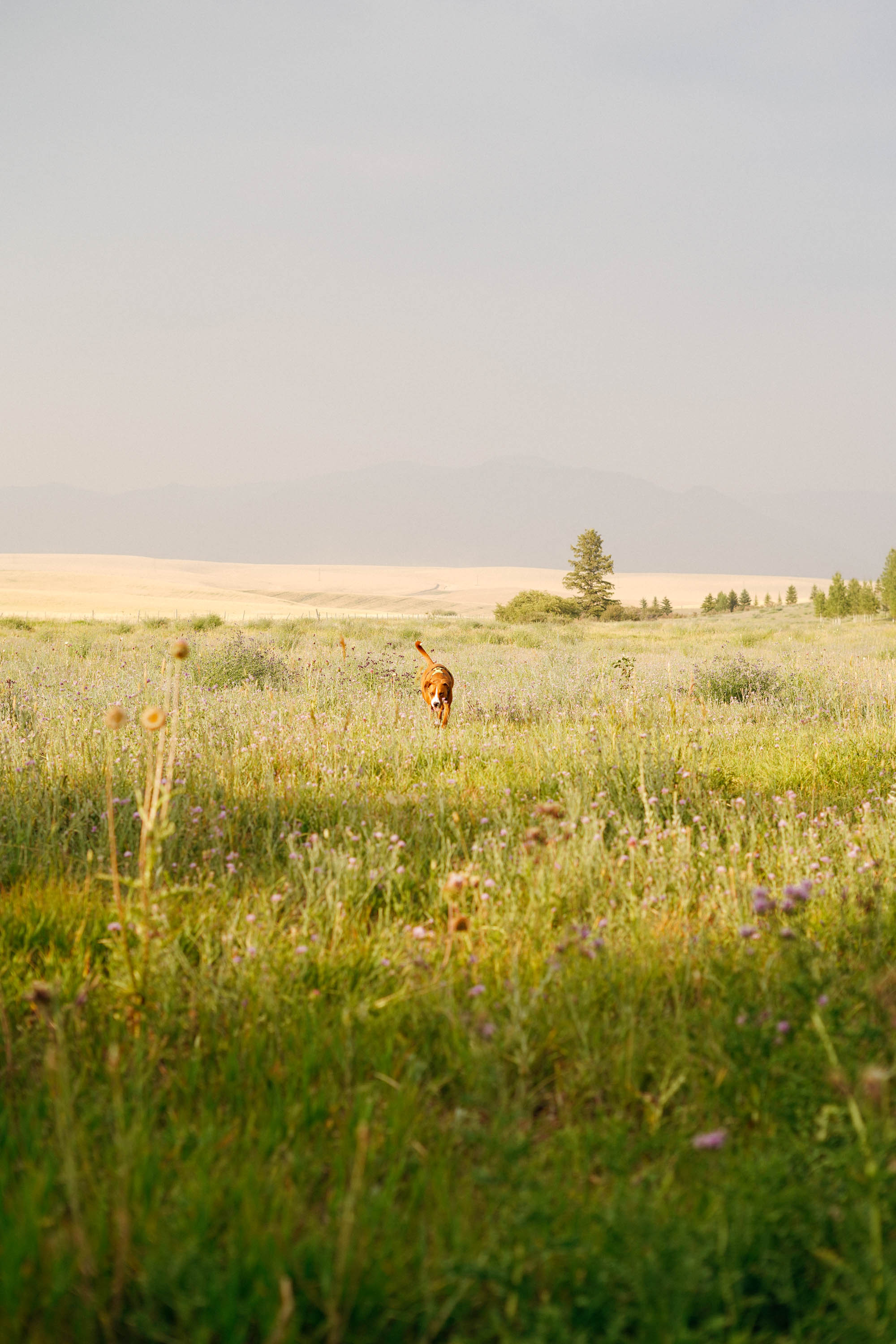 It was nice having such a wide open space we could see the dog from anywhere!