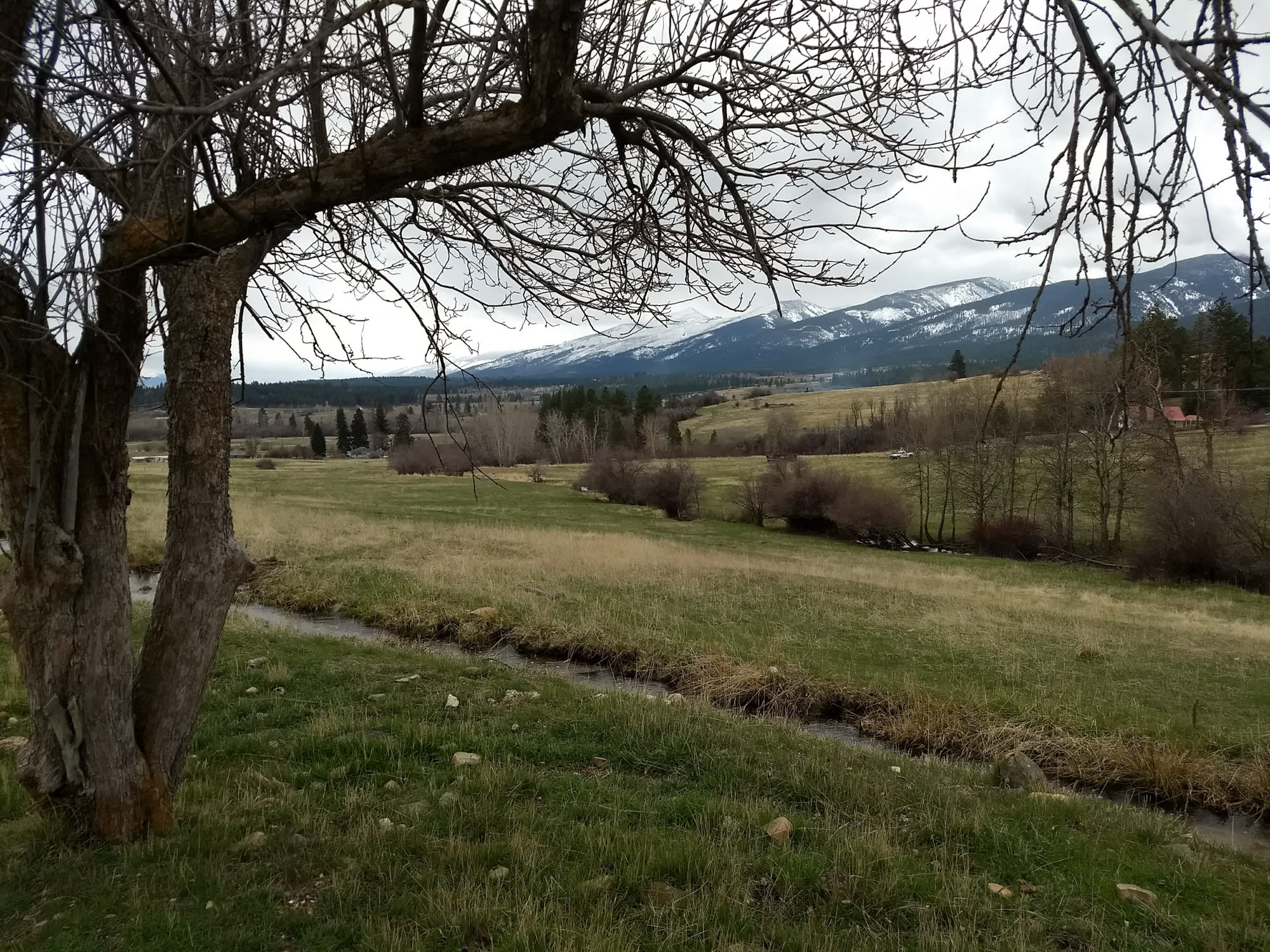 Looking out from the apple trees.