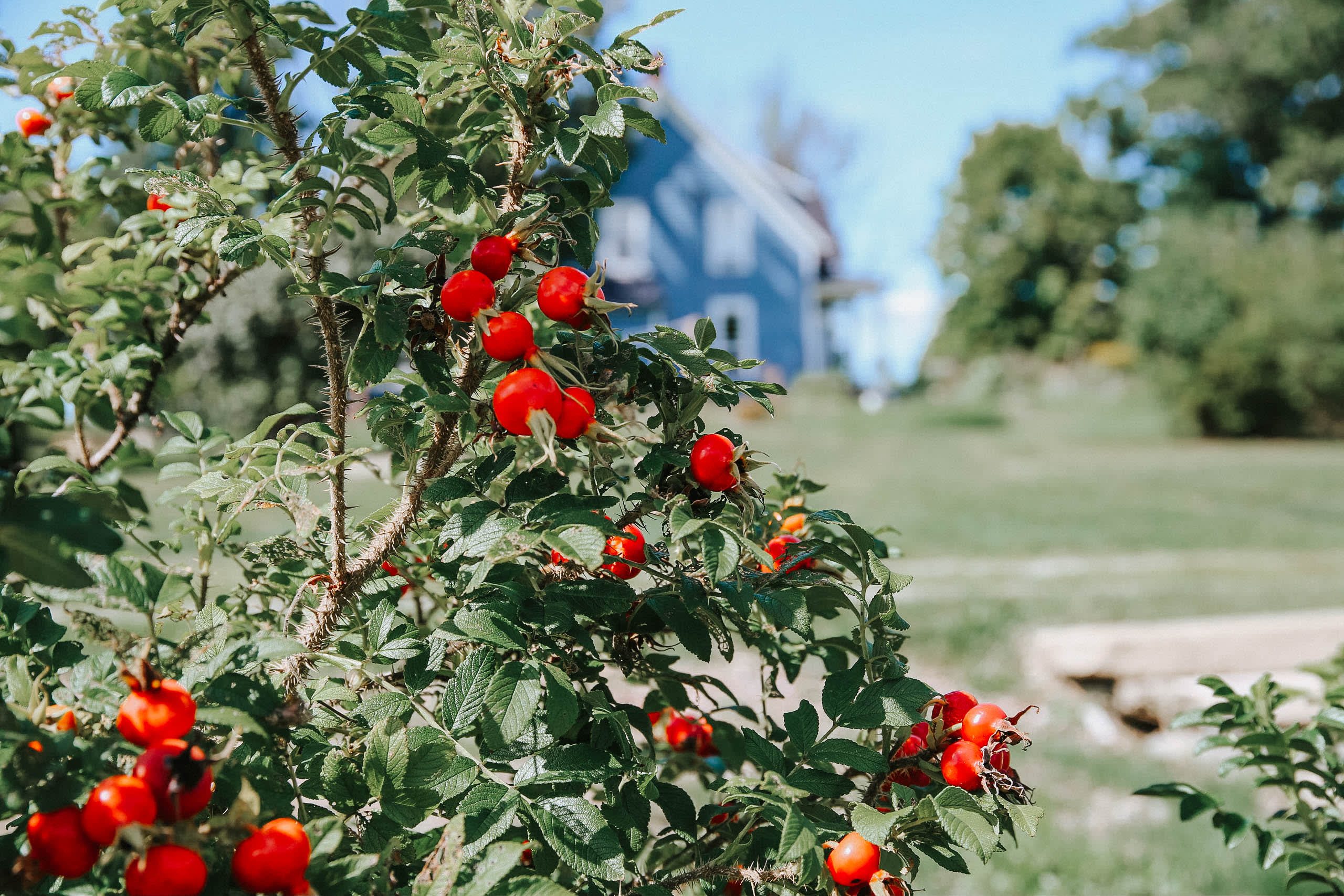 Beautiful plant life. 