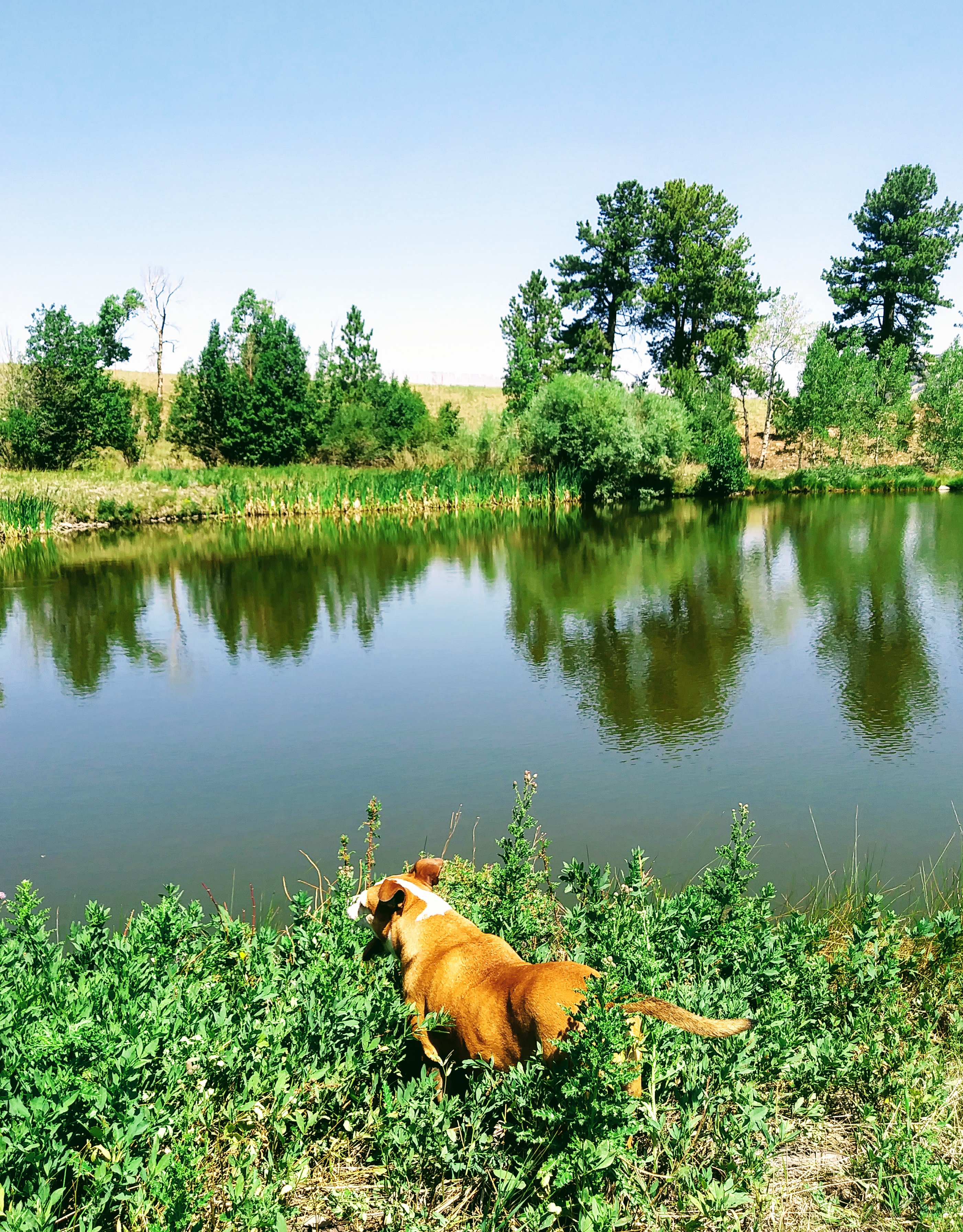 Our precious old Sweet Pea overlooking Wandering Penguin Pond.