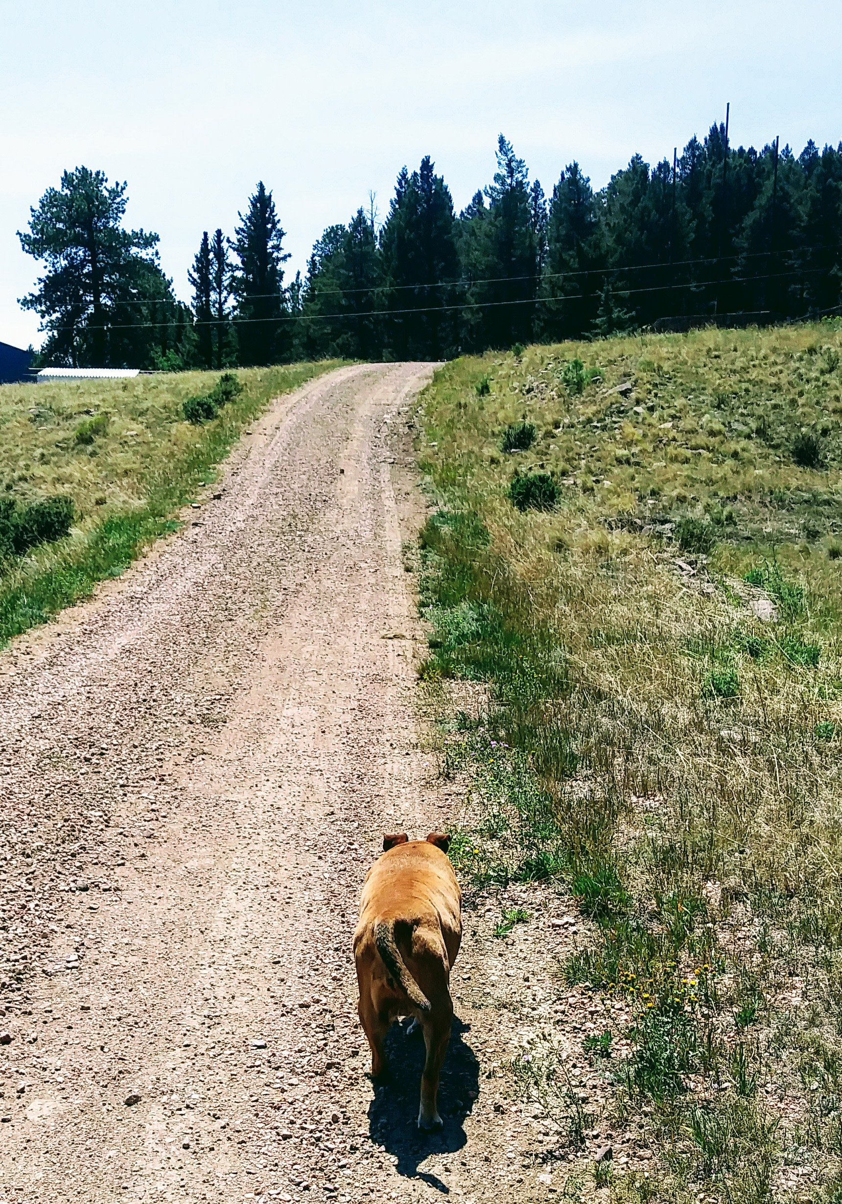 Sweet Pea heading home on the driveway to the main house.