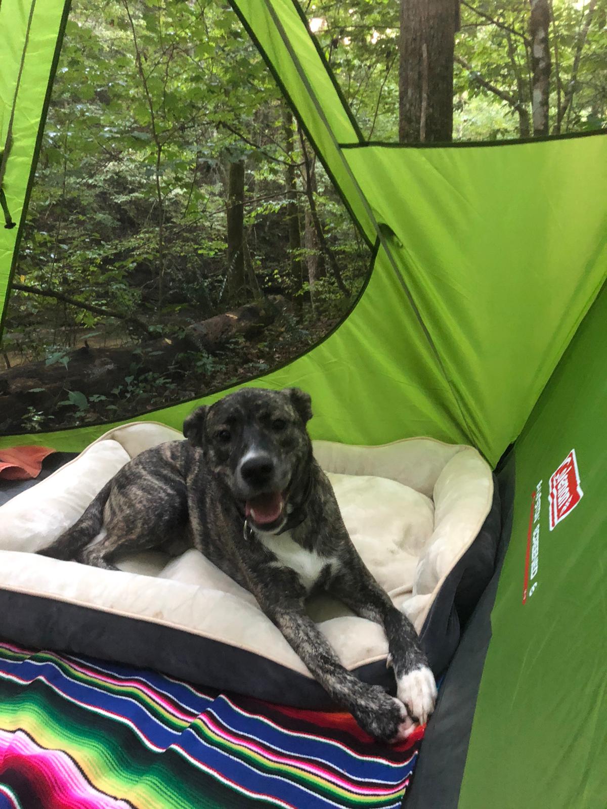 Belle and Beau Acres