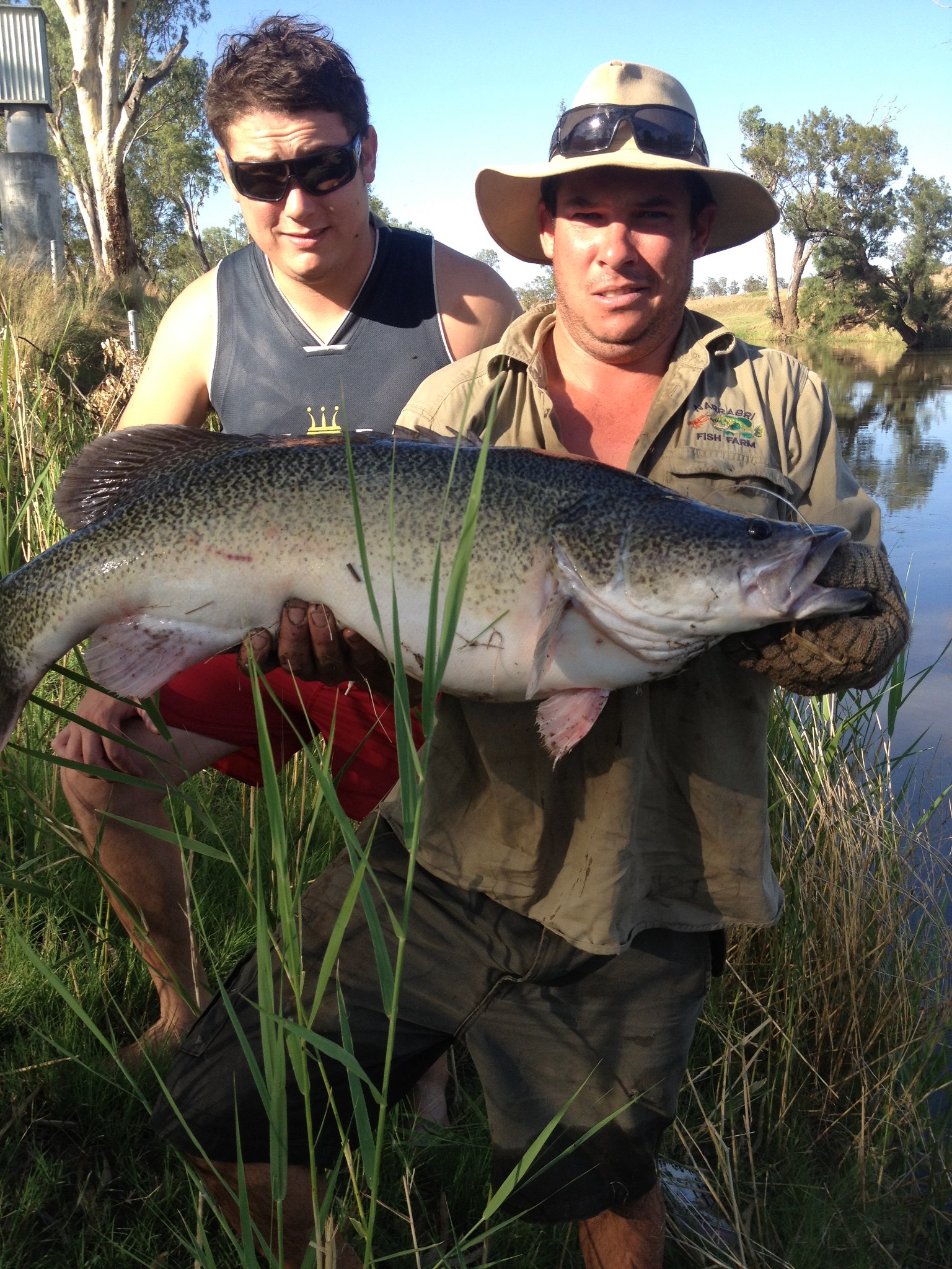 Murray Cod
