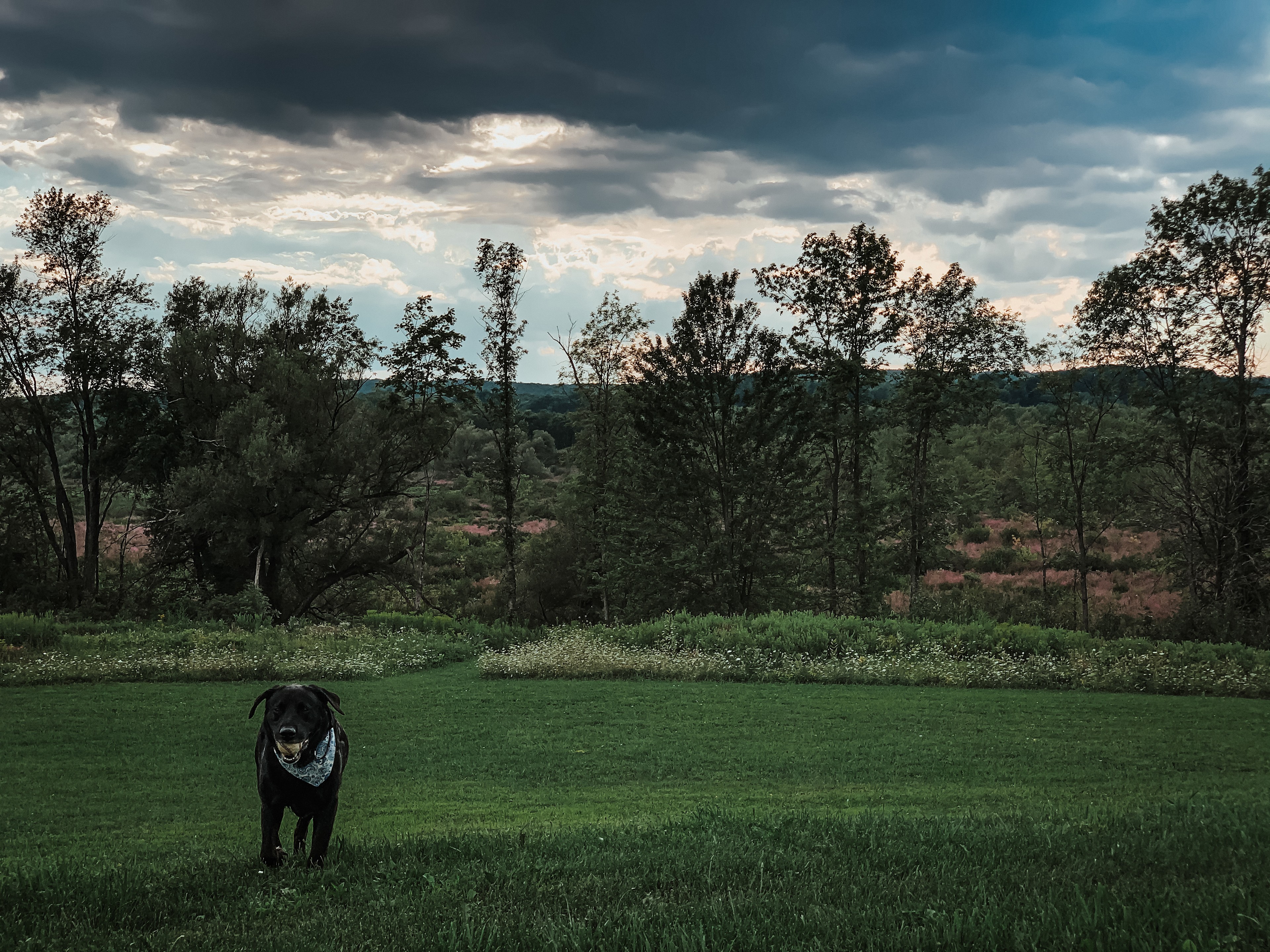 We are pet friendly and our meadows (accessible to campers) offer lots of room for pups to roam!