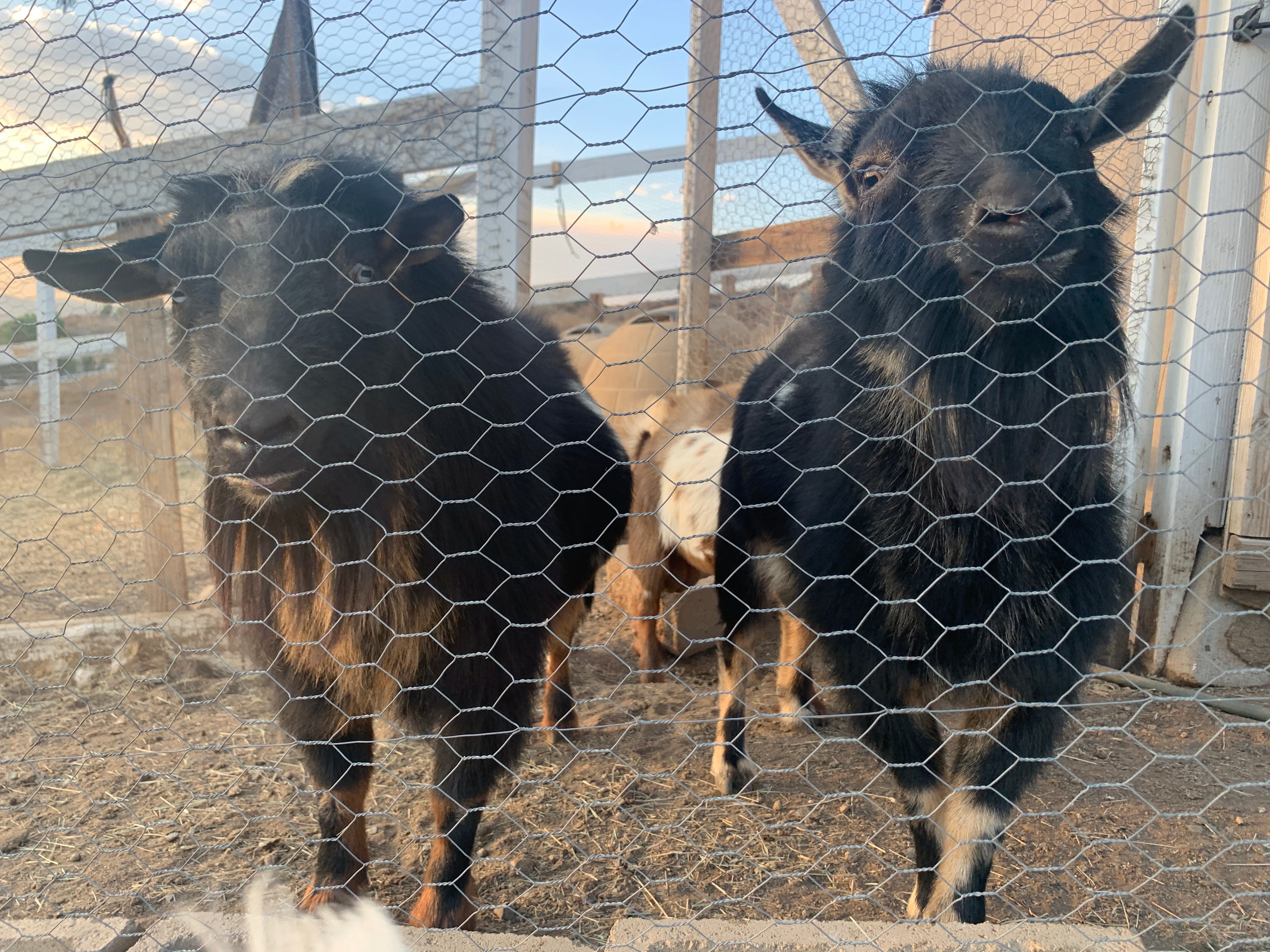 Bierbaum Pepper Farm w/Goats!