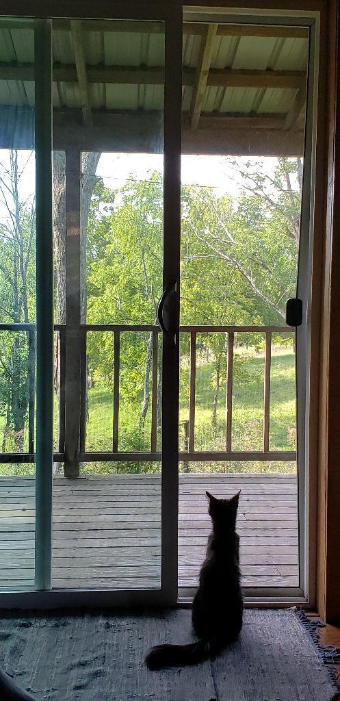 Pumpernickel the adventure cat thoroughly enjoyed her visit, especially chasing walnuts from the tree outside.