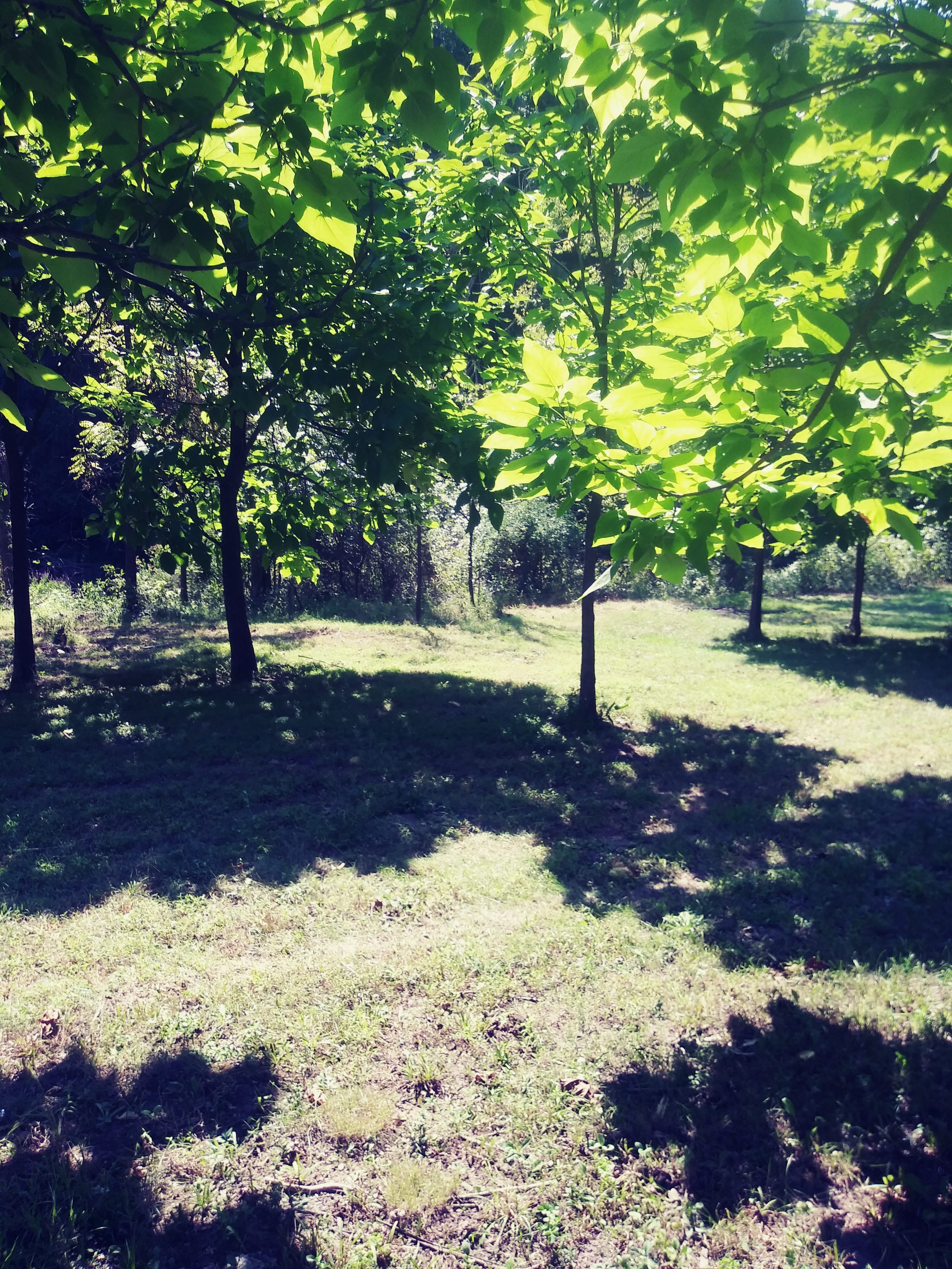 Shady area.