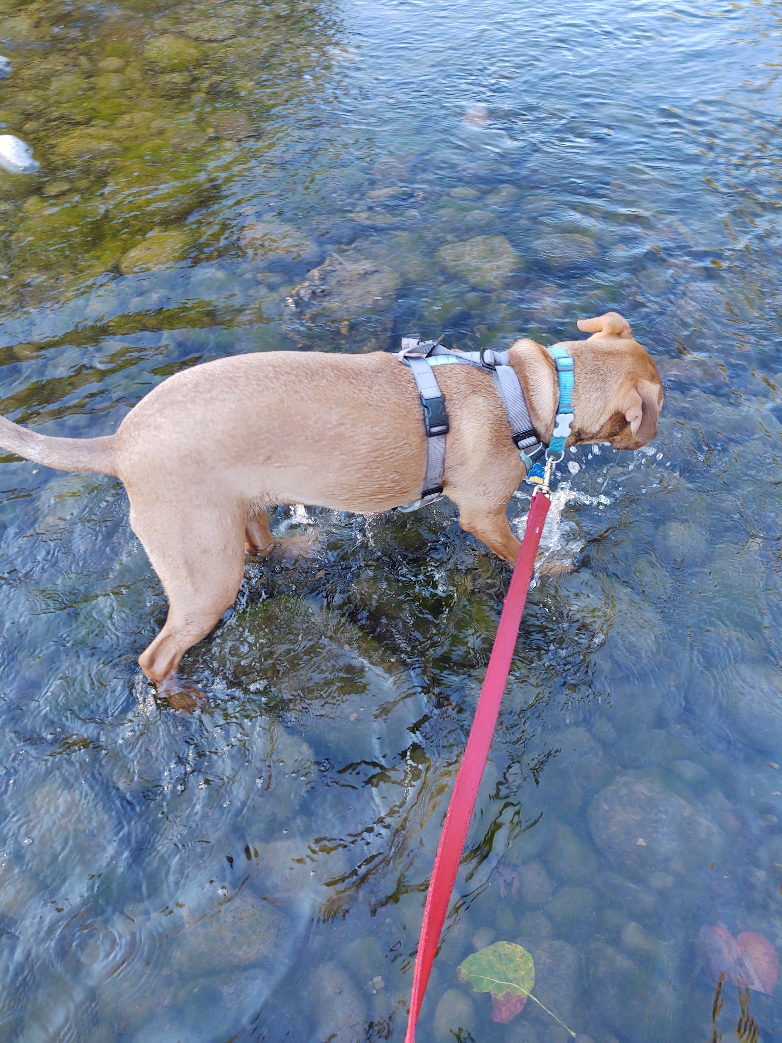 Easy beach access where our dog could bob for rocks.