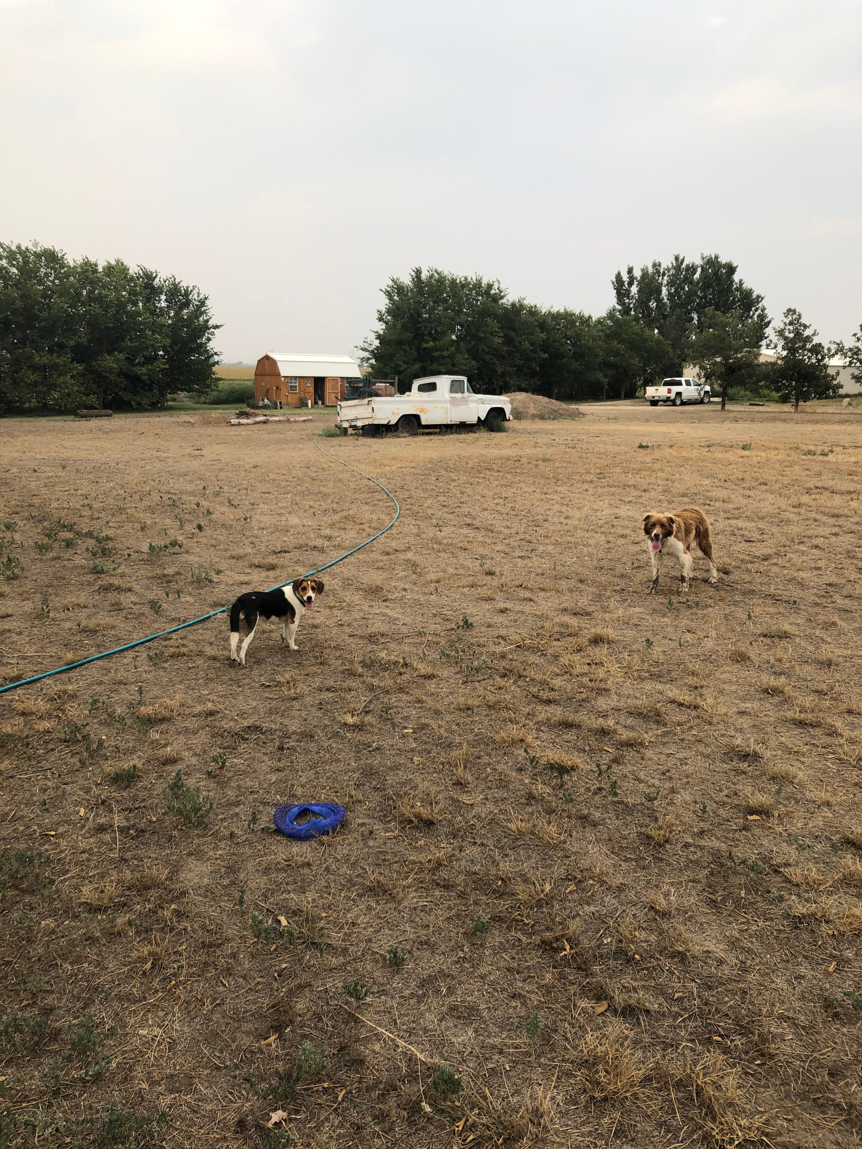 These are our pups. The larger one is Cletus, he likes playing frisbee. And the smaller one is Boots, he is a unique character. They are both extremely friendly. In the back of this photo, you can see the building that has the chicken pen attached.