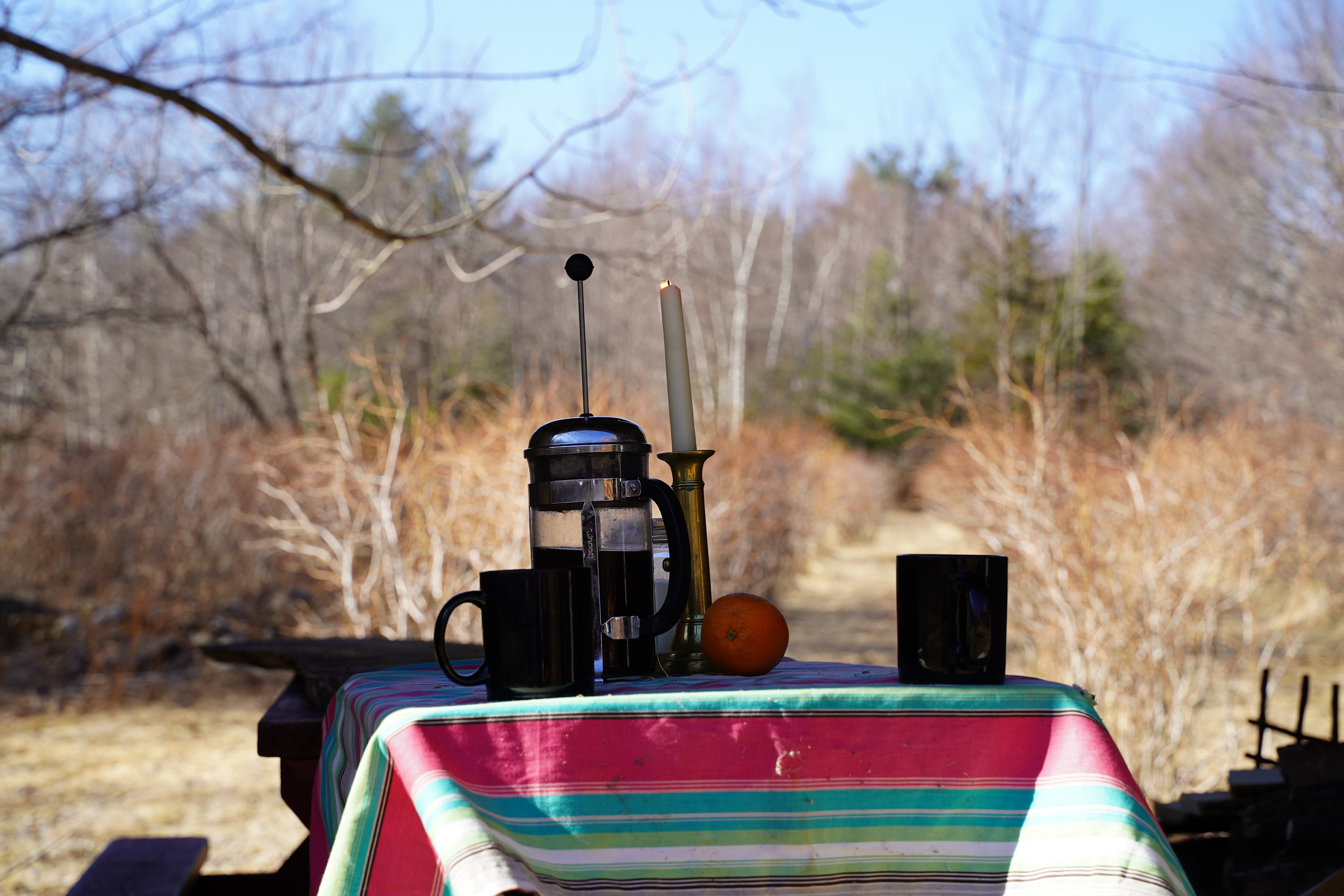 View of the orchard in Spring