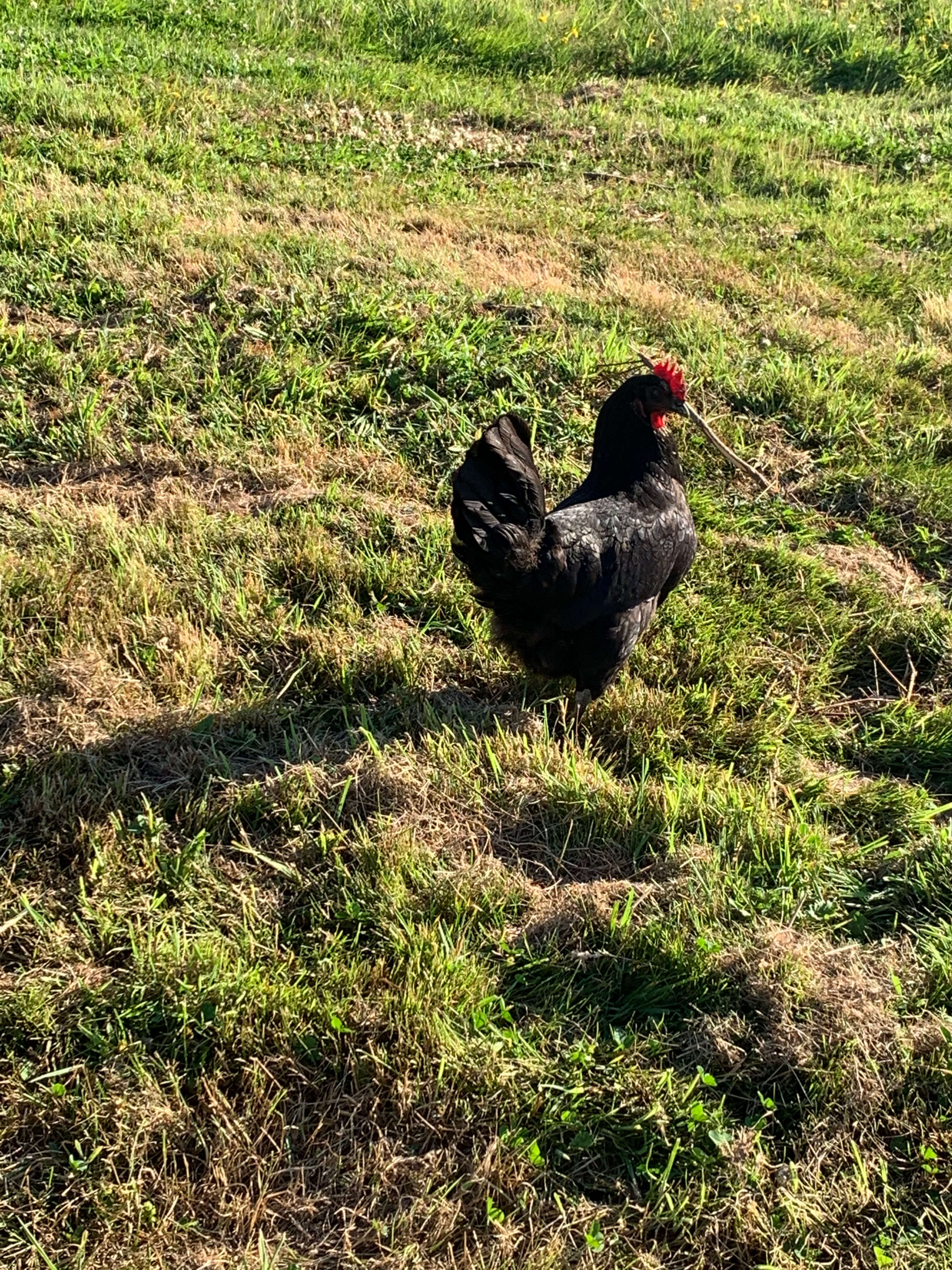 One of our hens who refuses to stay inside the black netting.  Silly hen!!