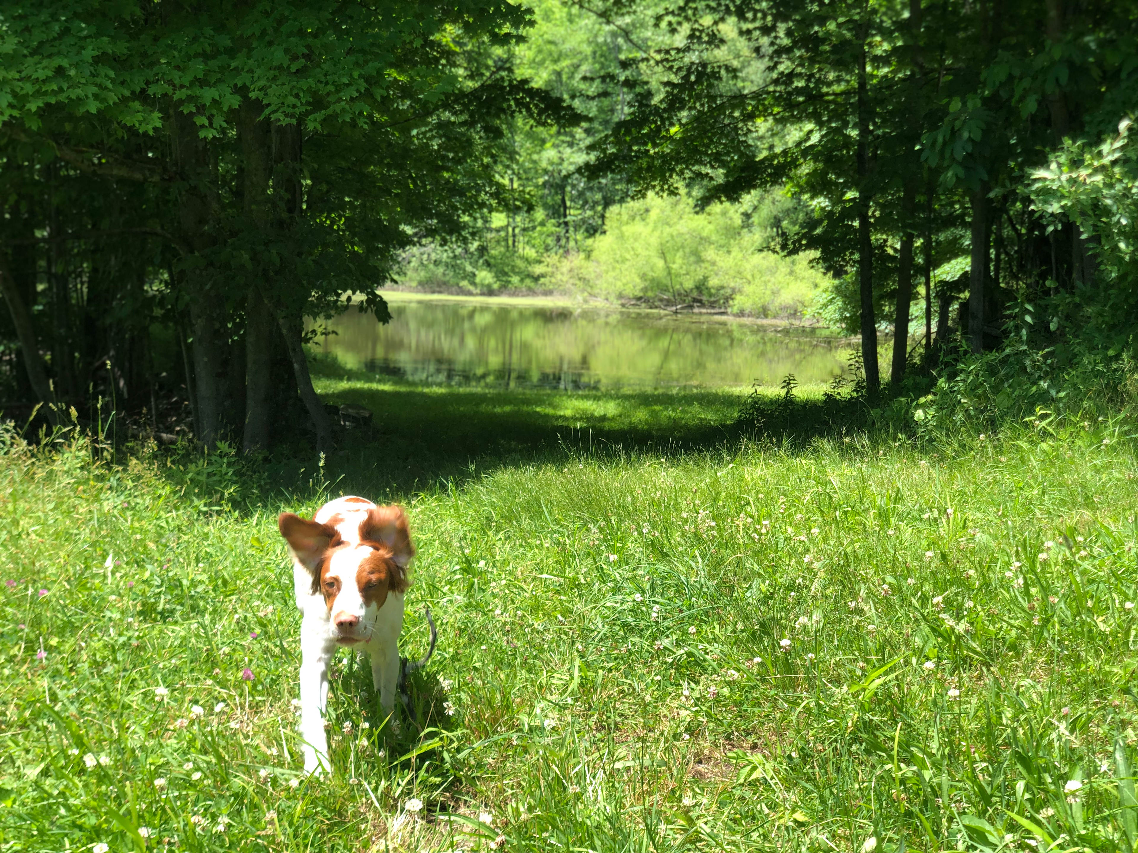 The lake on our property 