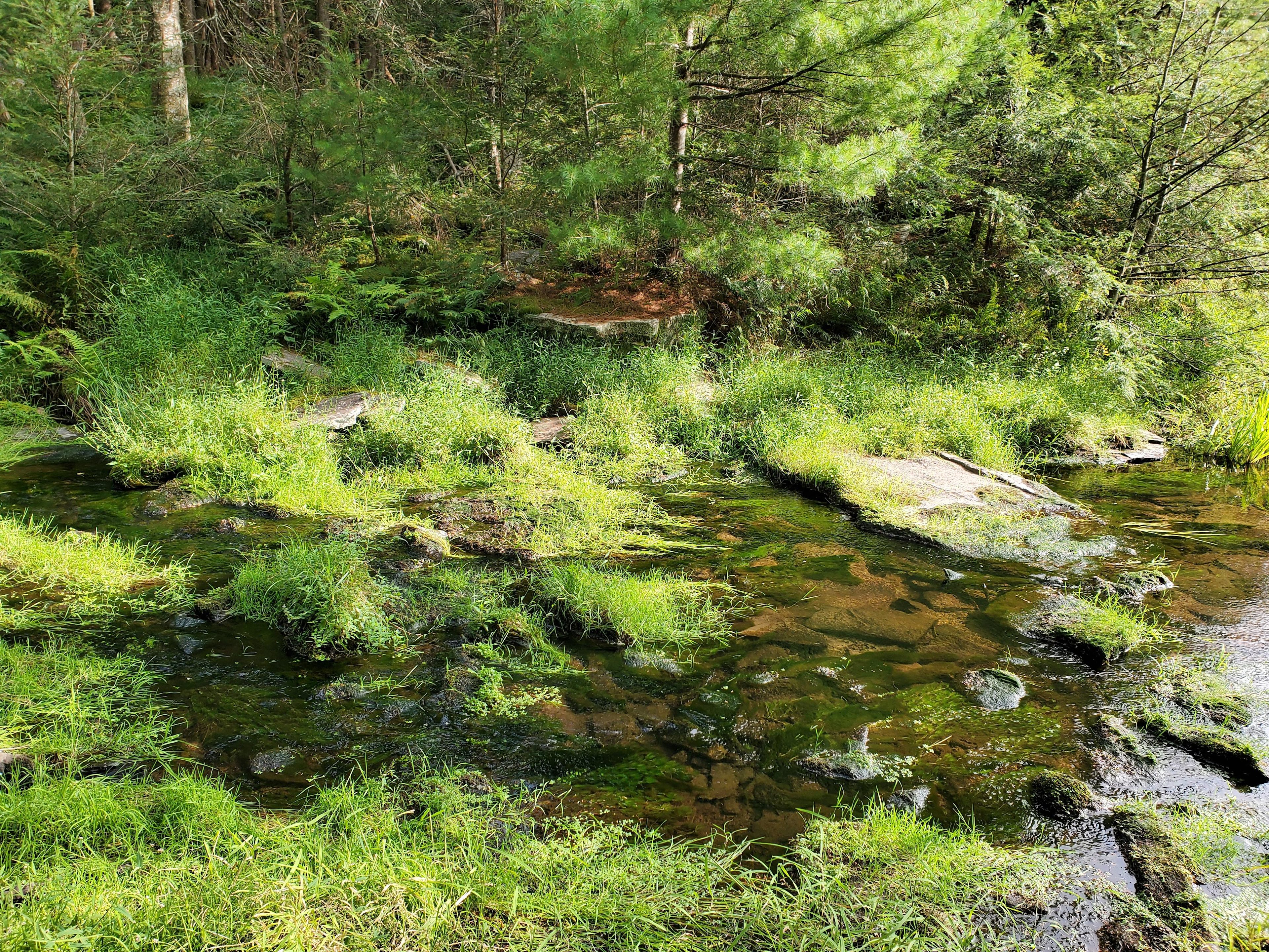 Stream right next to campsite.
