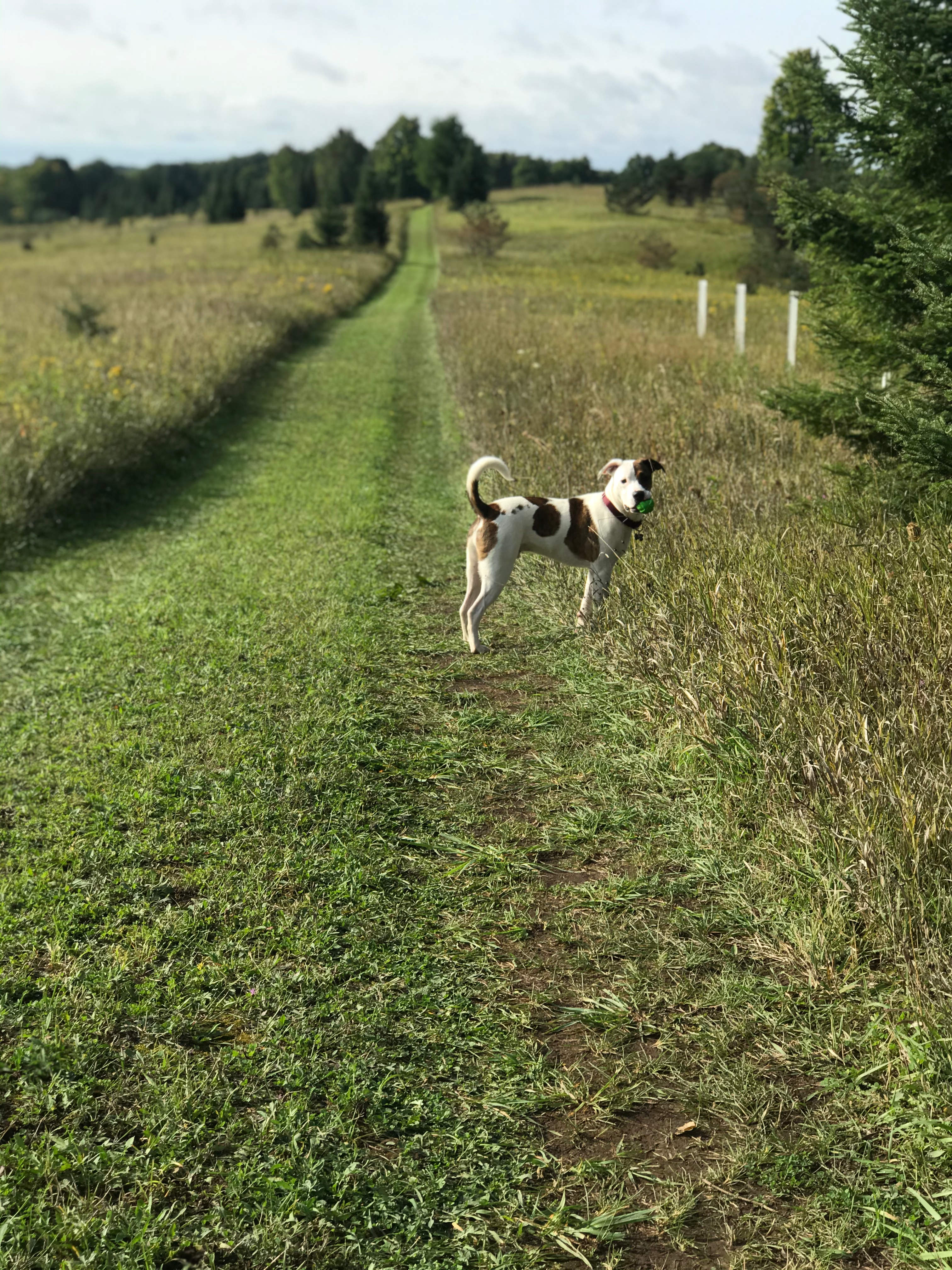 Elmcrest Acres