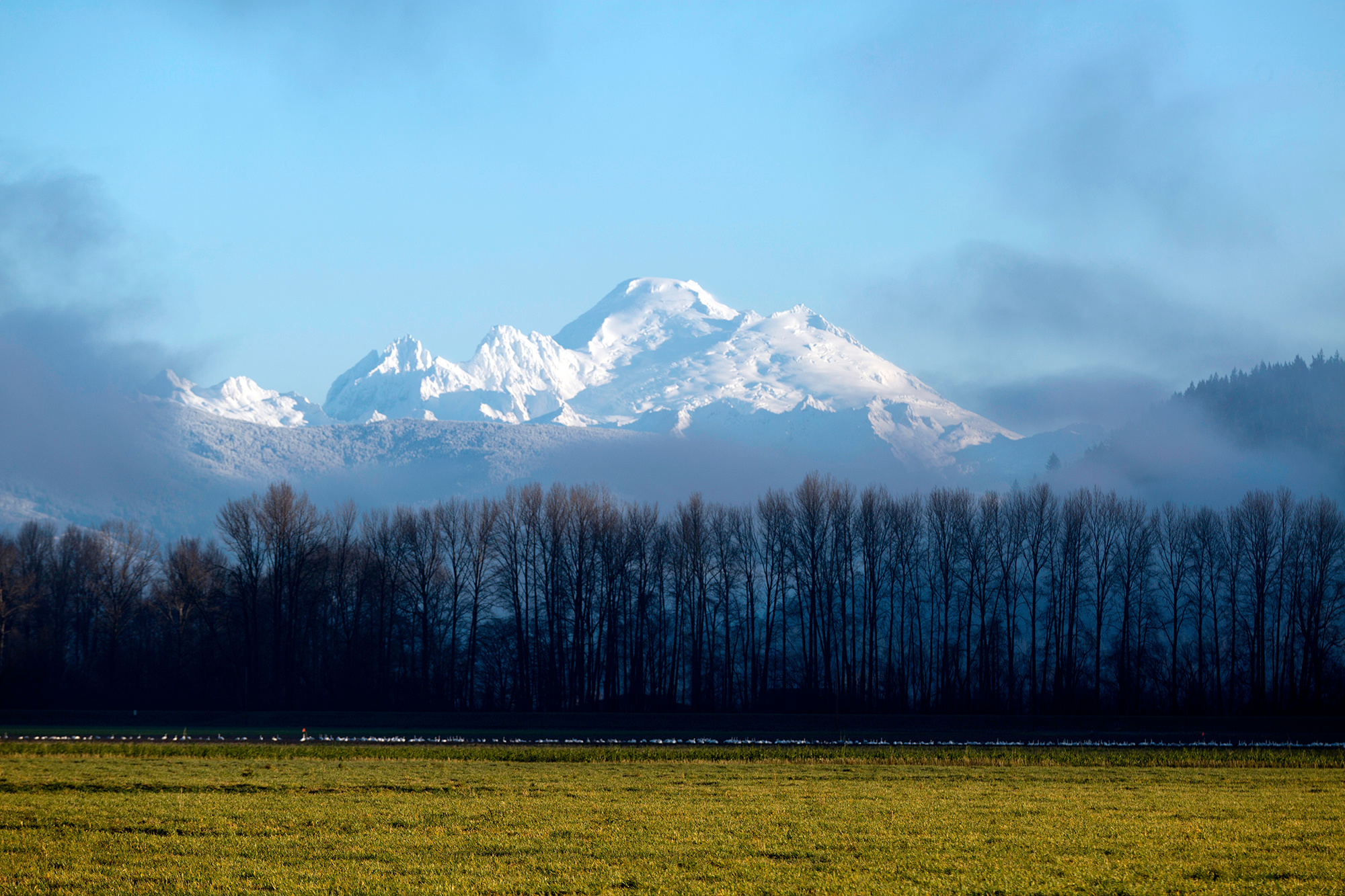 View of Mt Baker from the nearby fields of Fir Island. 