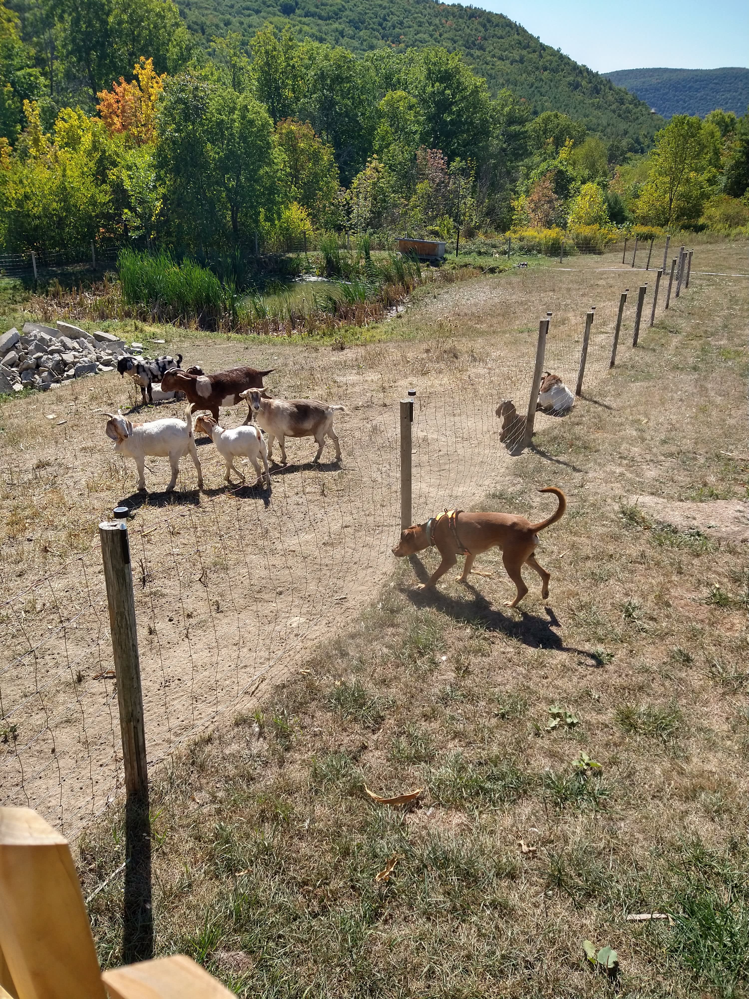 More goats! (and dog)