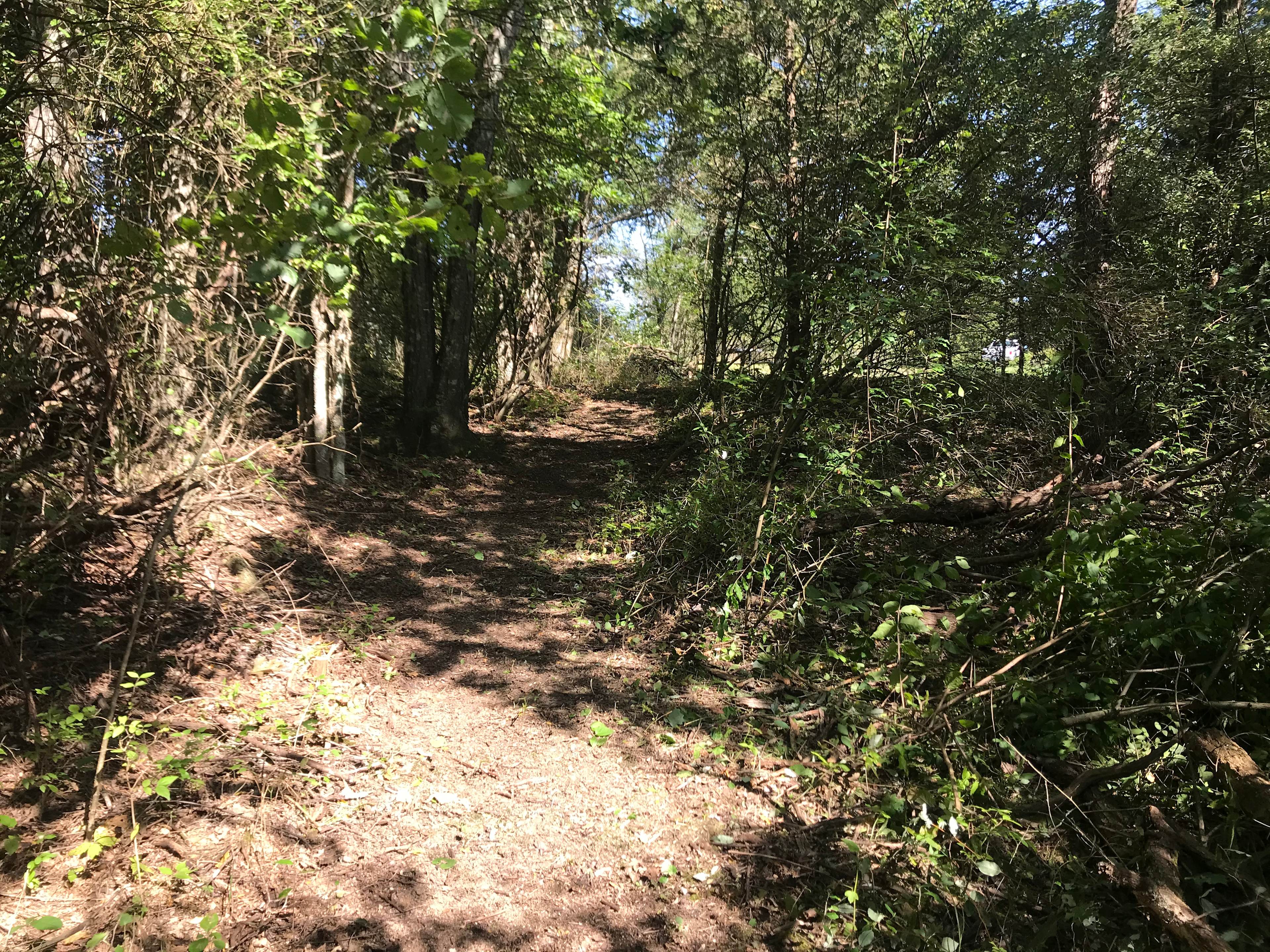 Trail