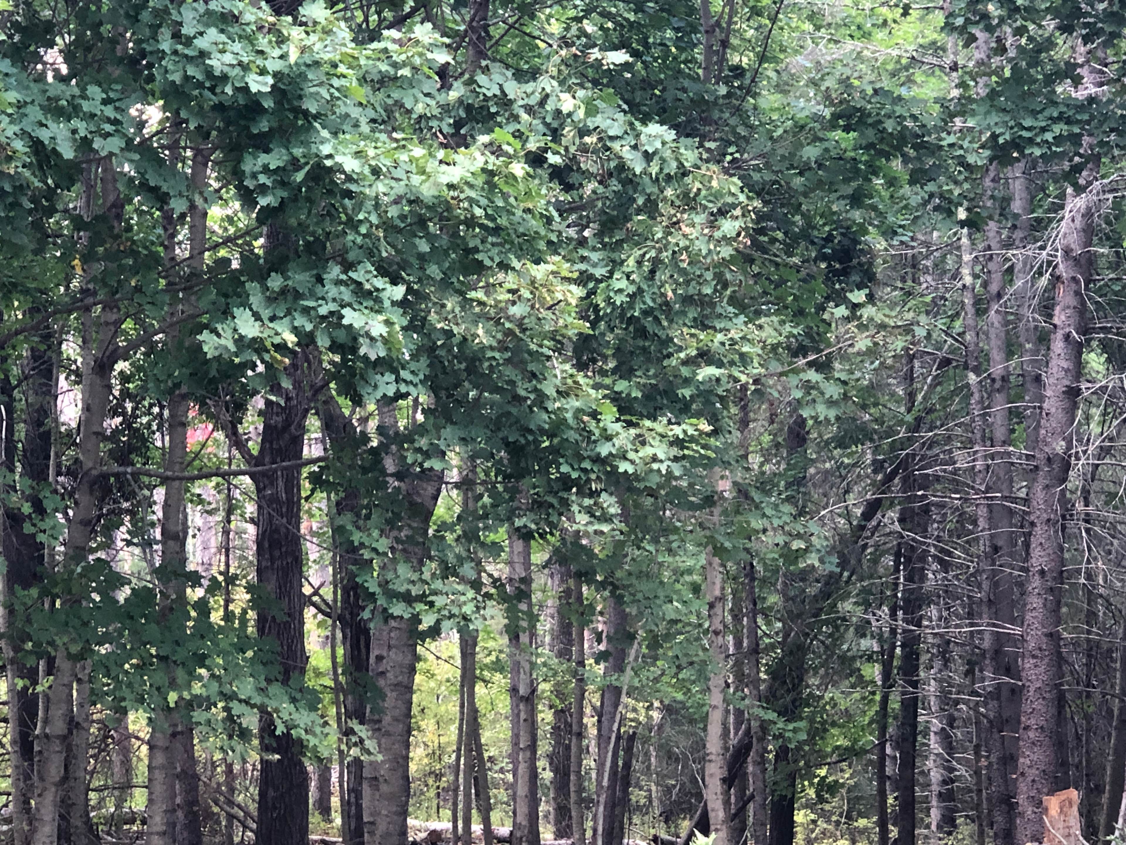 The DownEast Maine Experience