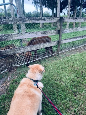Max loved the miniature horses 