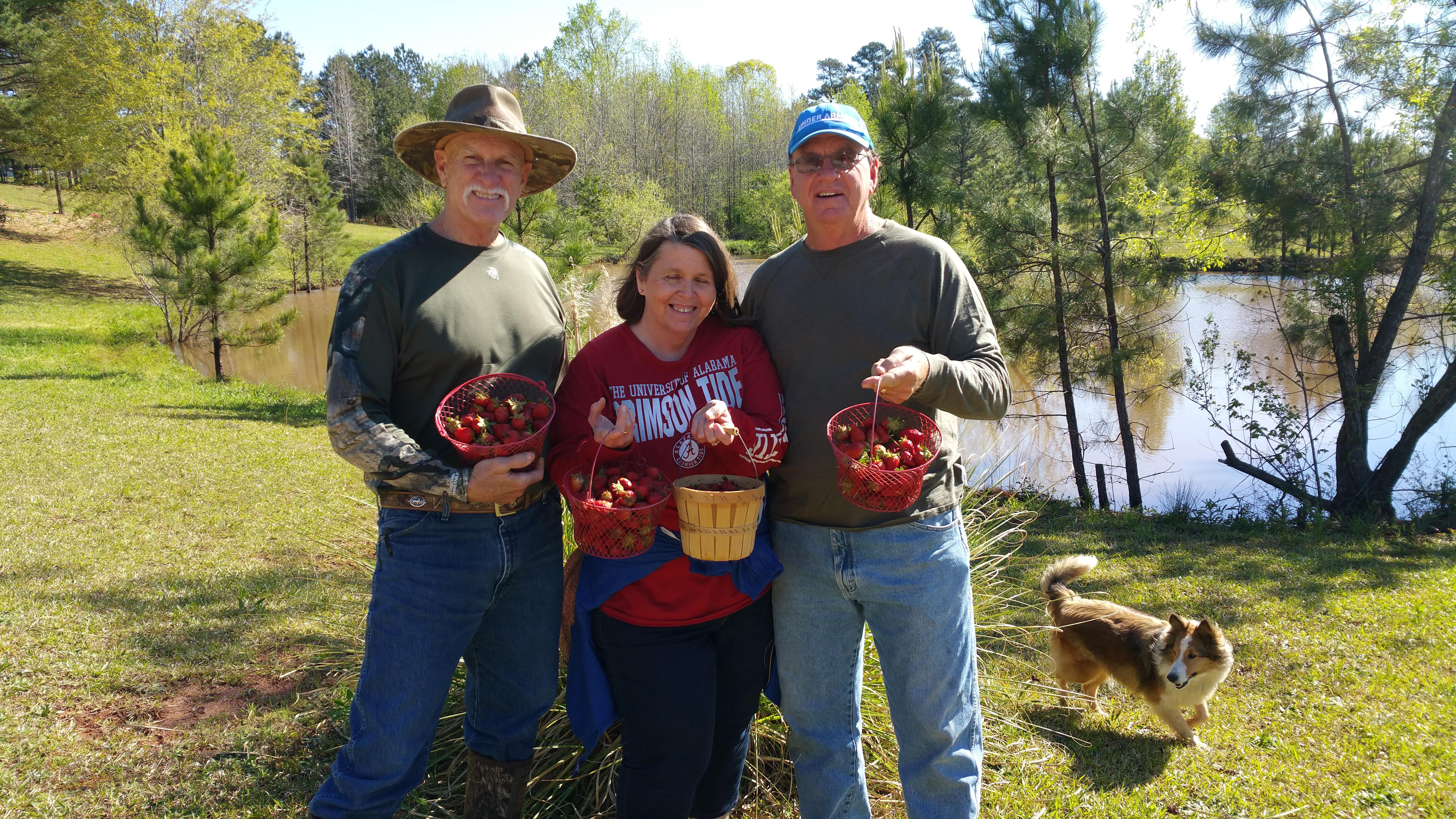 we grow the sweetest and juiciest strawberries you can buy