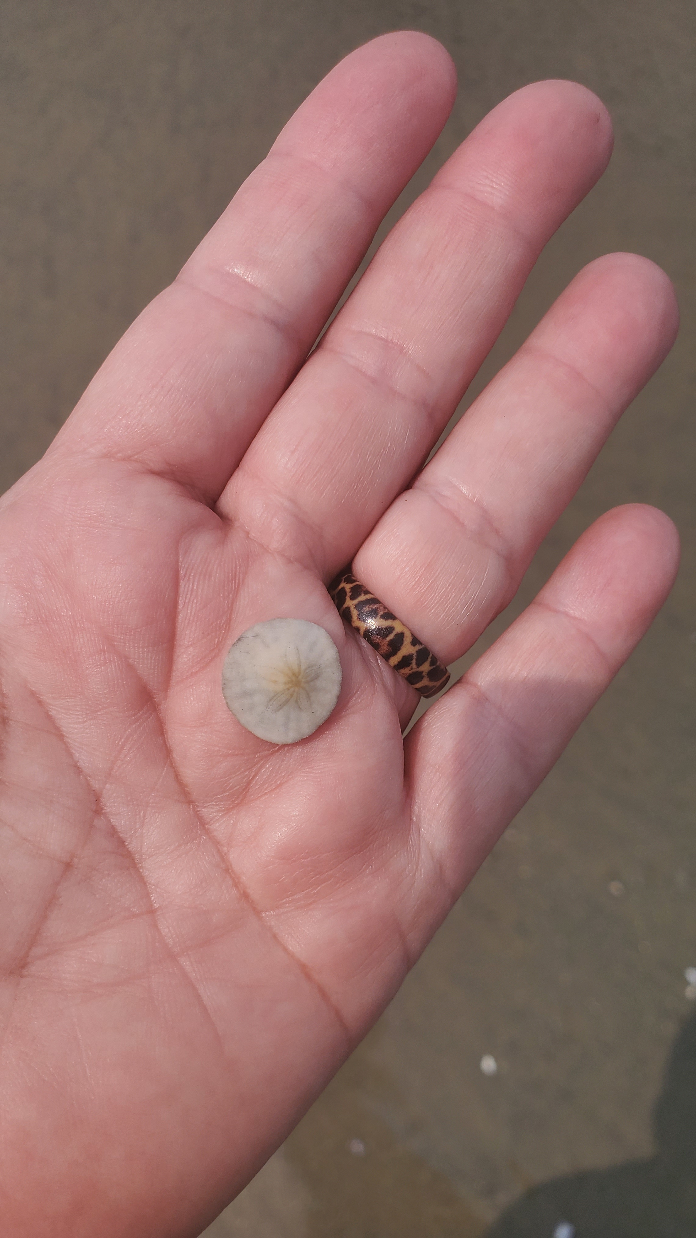 amazing sea life....lots of sea shells
