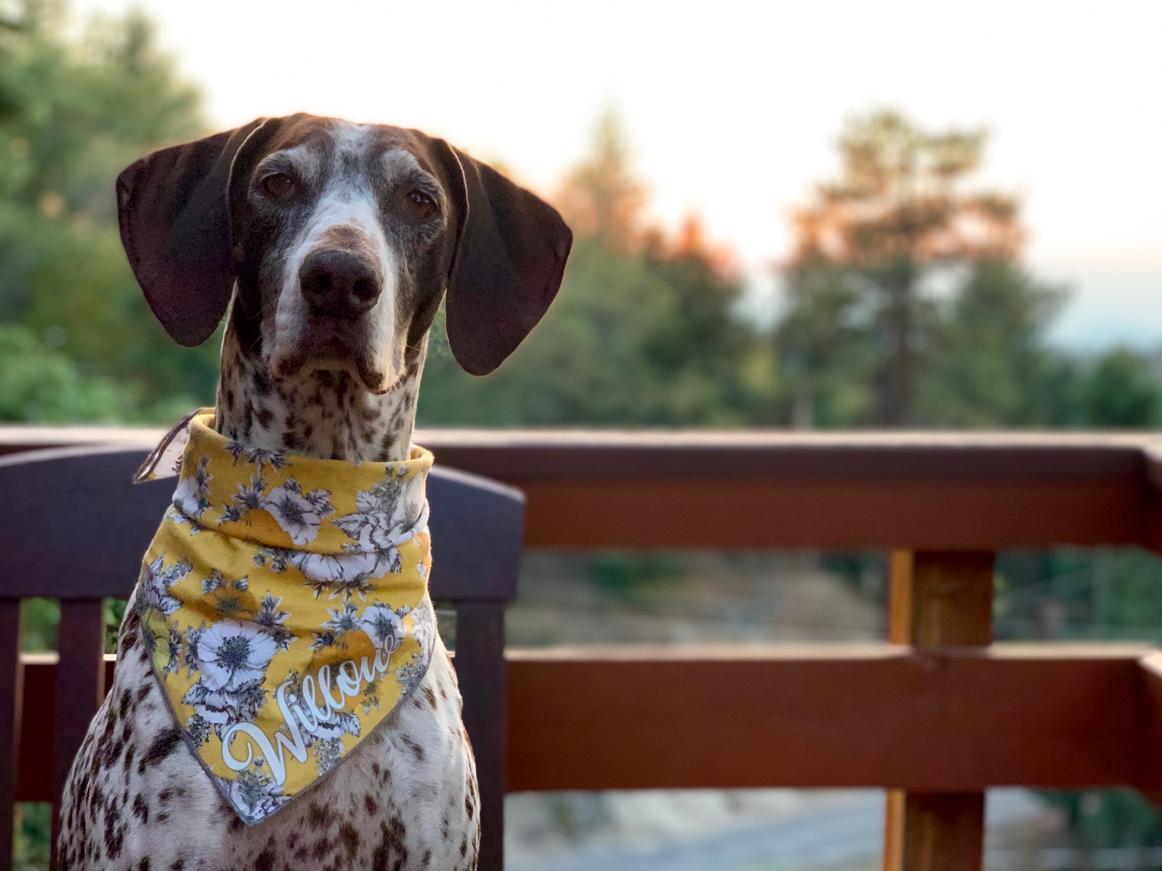 SB Mountain Cabin Rentals