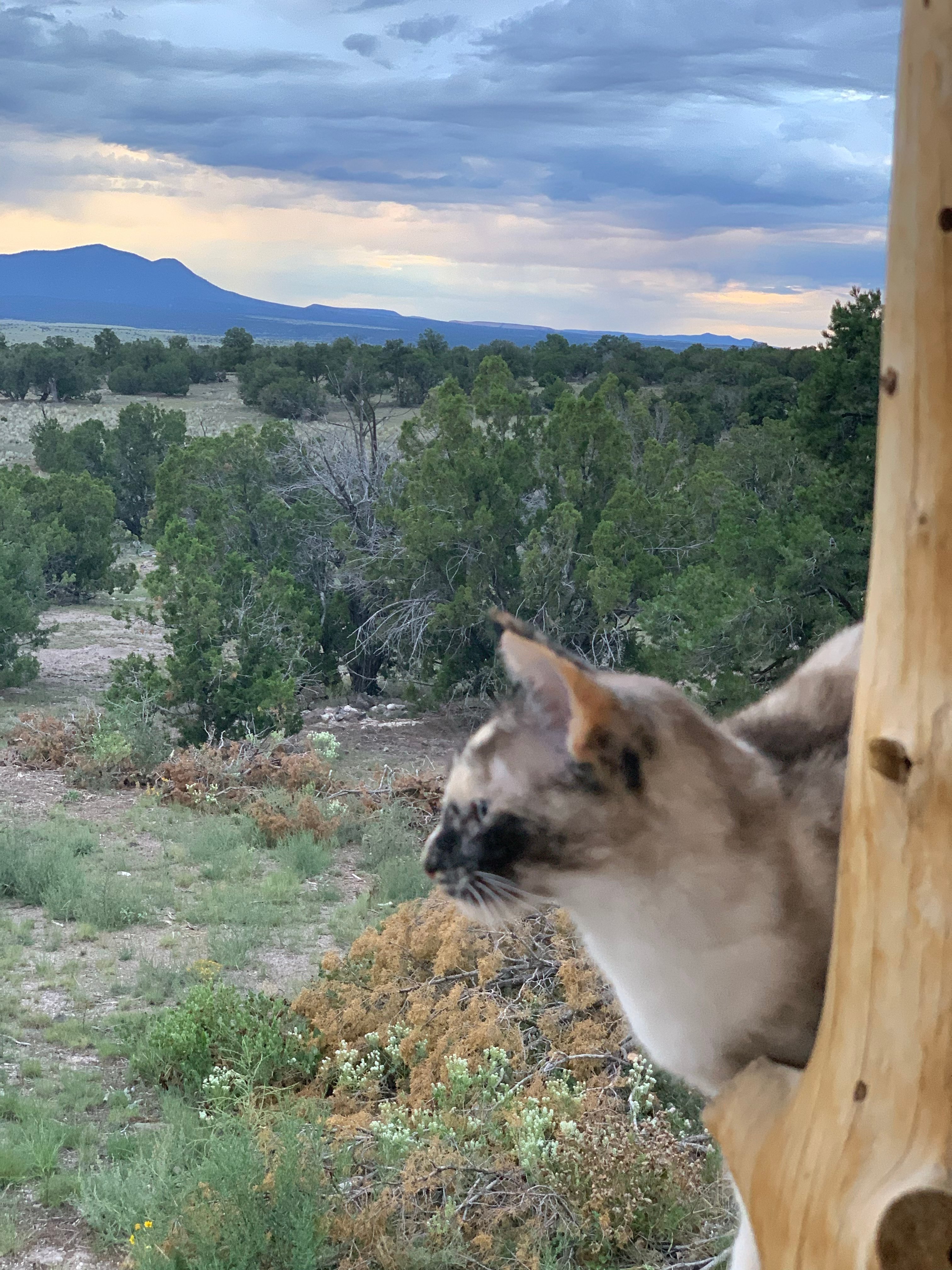 High Desert Magic