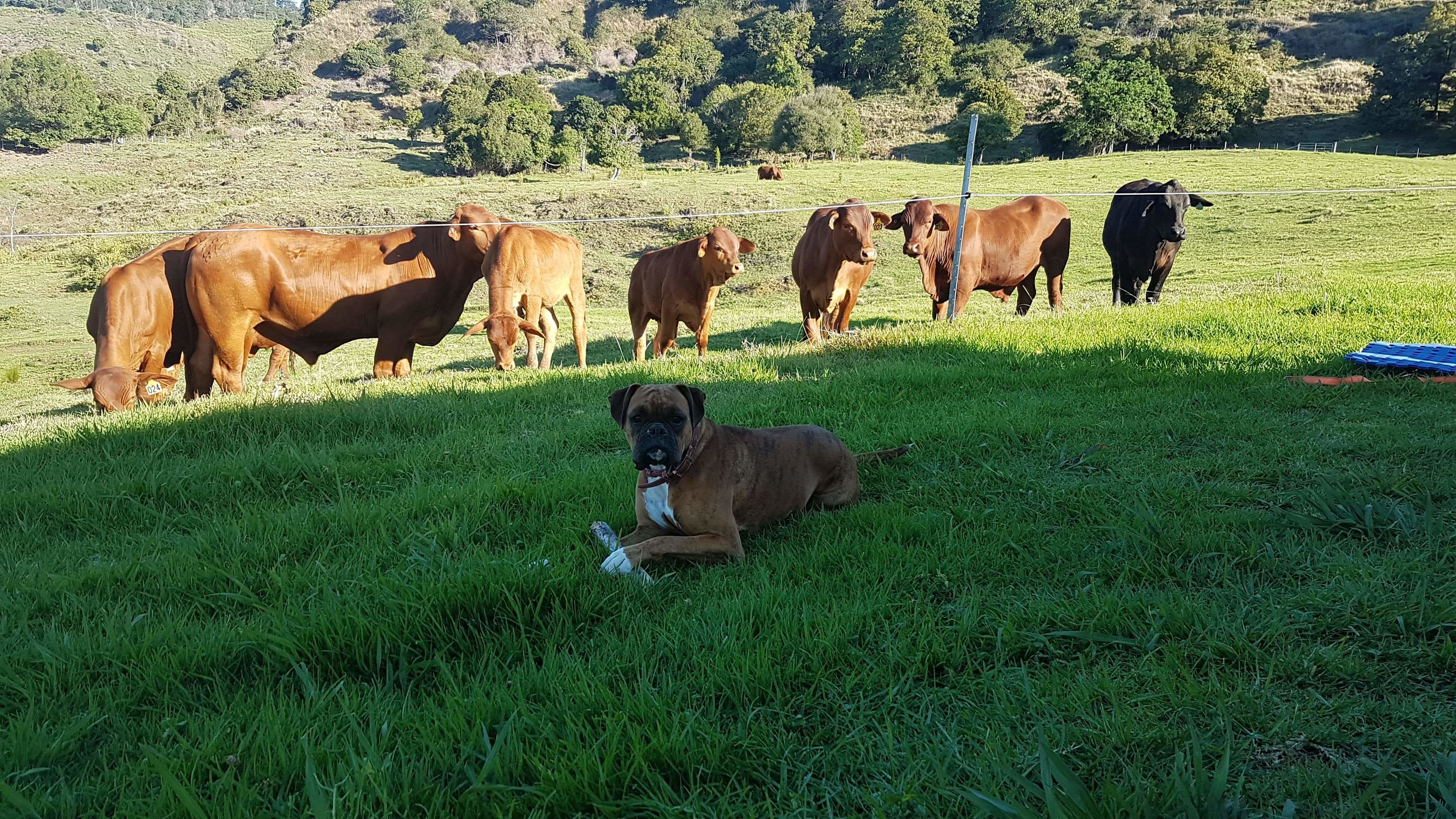 Inquisitive Cows
