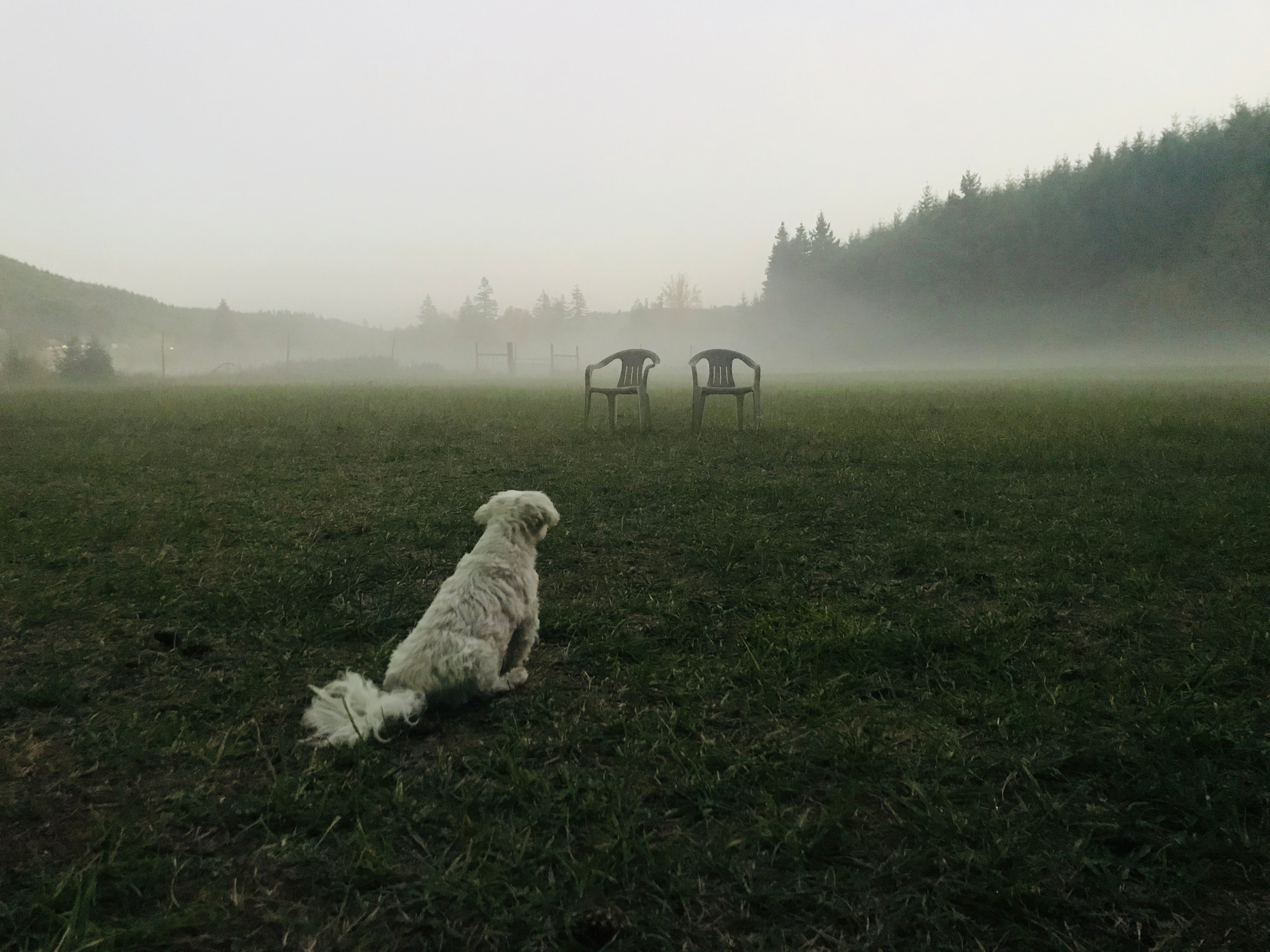Zeus watching the ground dog roll in. 