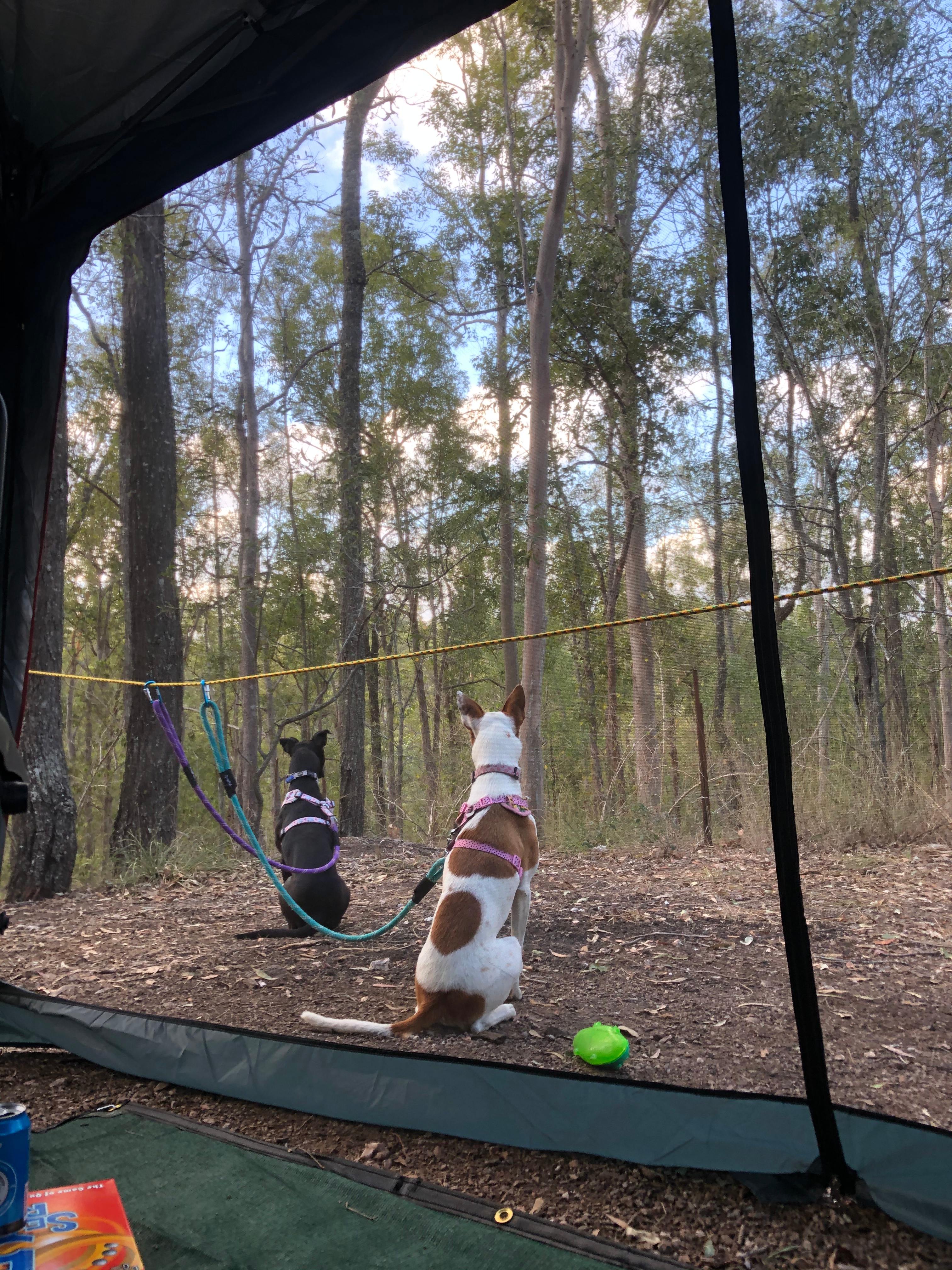 Watching the goanna’s off in the bush.