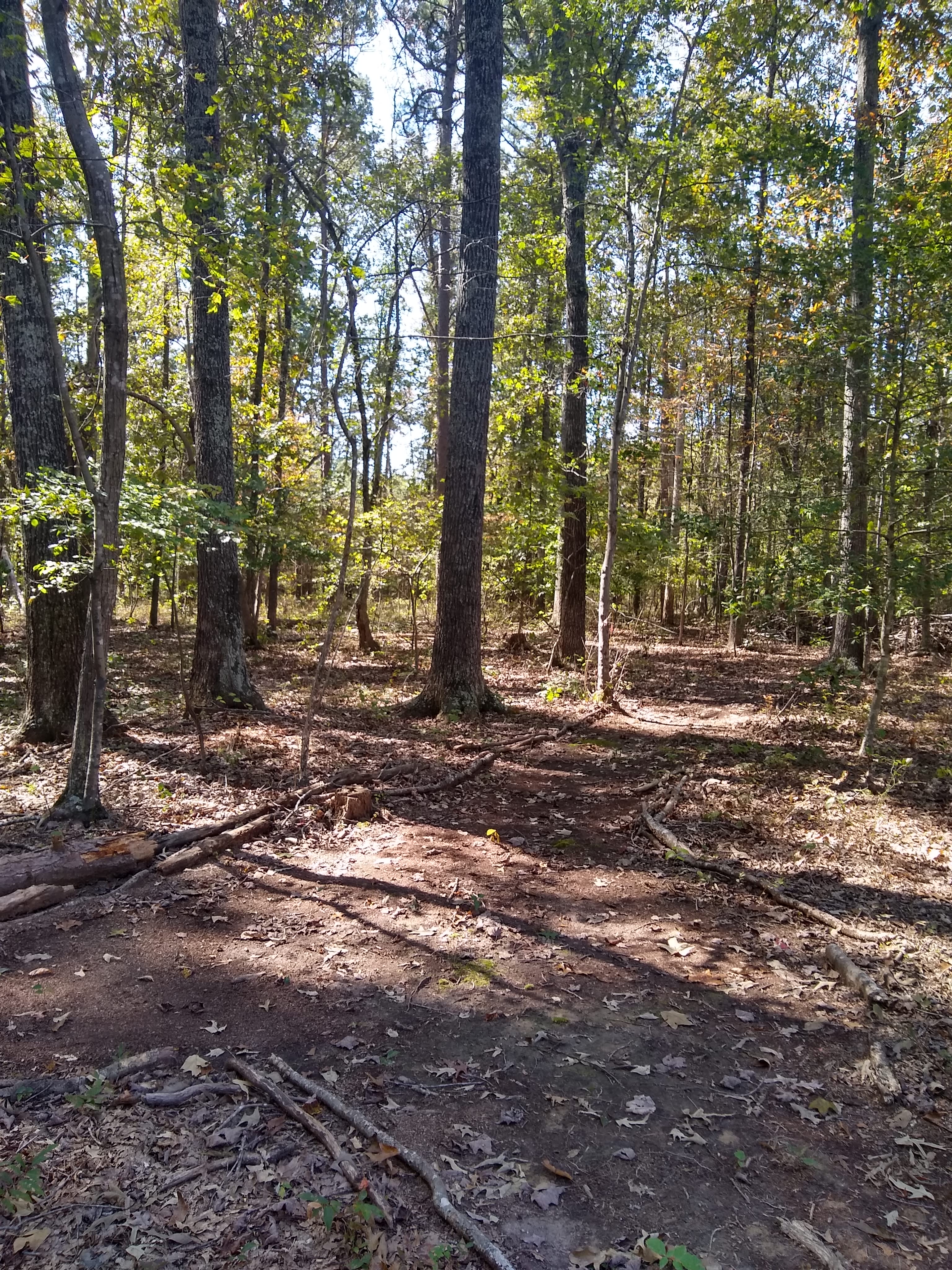 The Forest Sanctuary