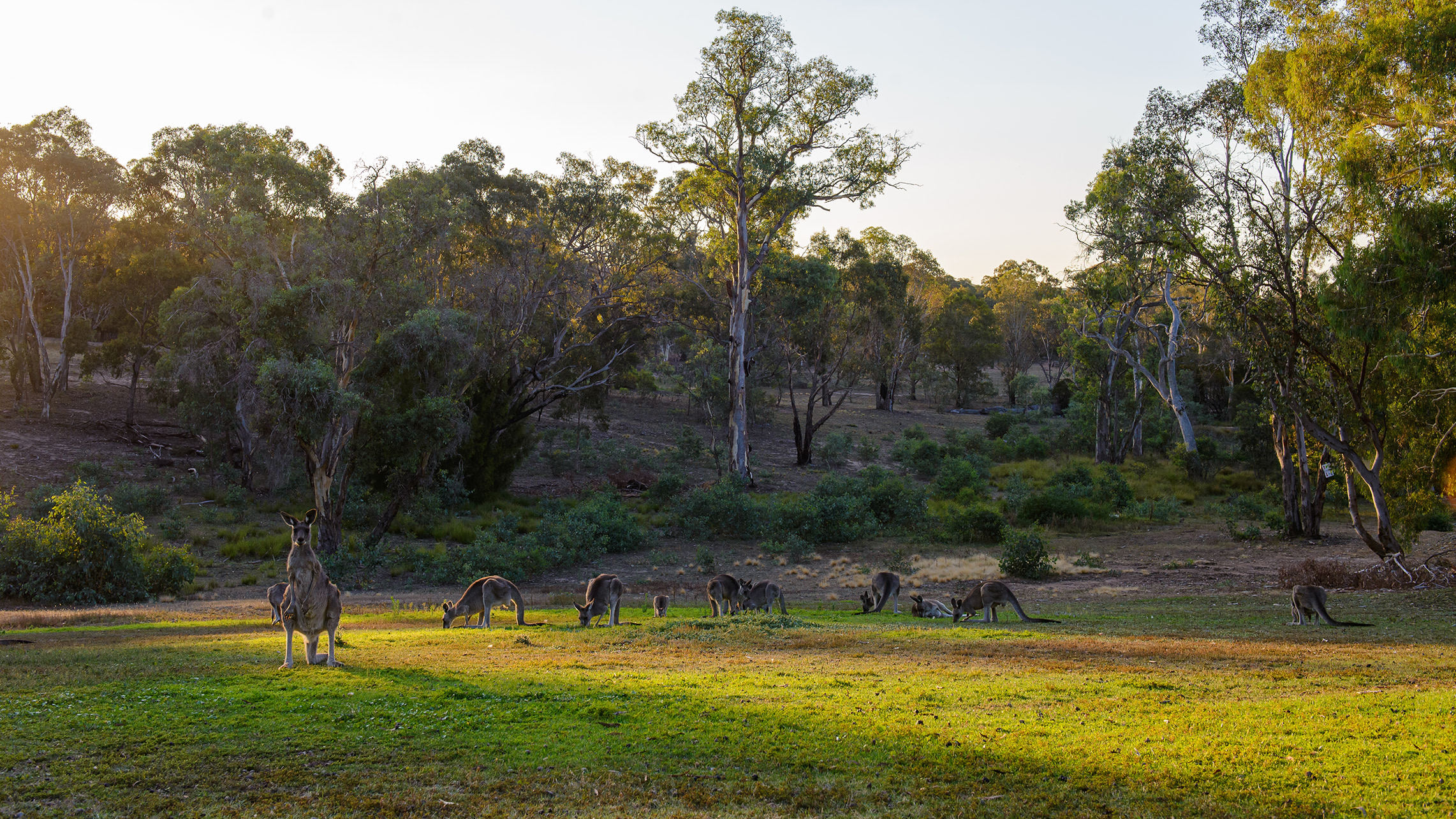 Goolabri Estate