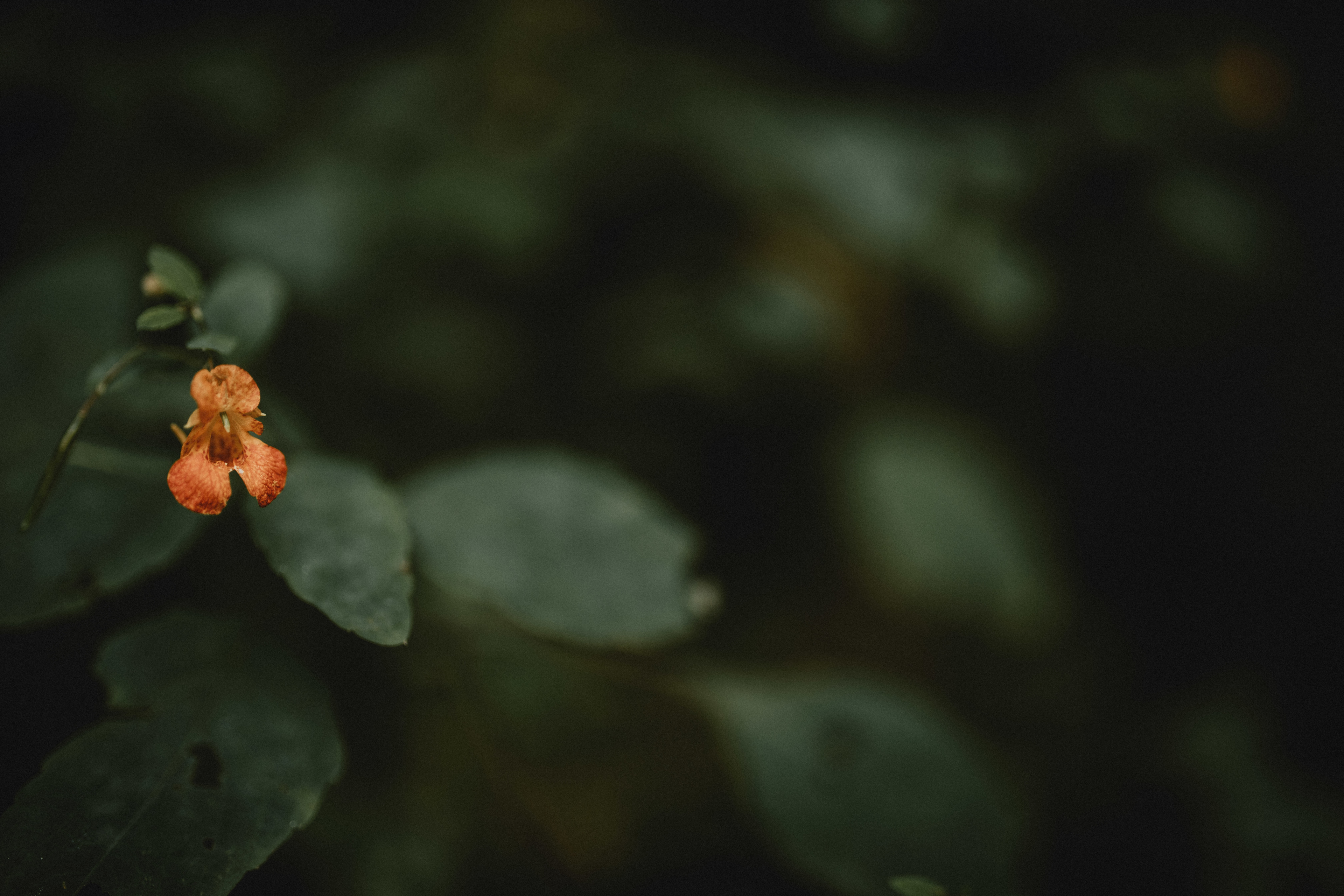 there were still some blooms hanging around the property when we visited 