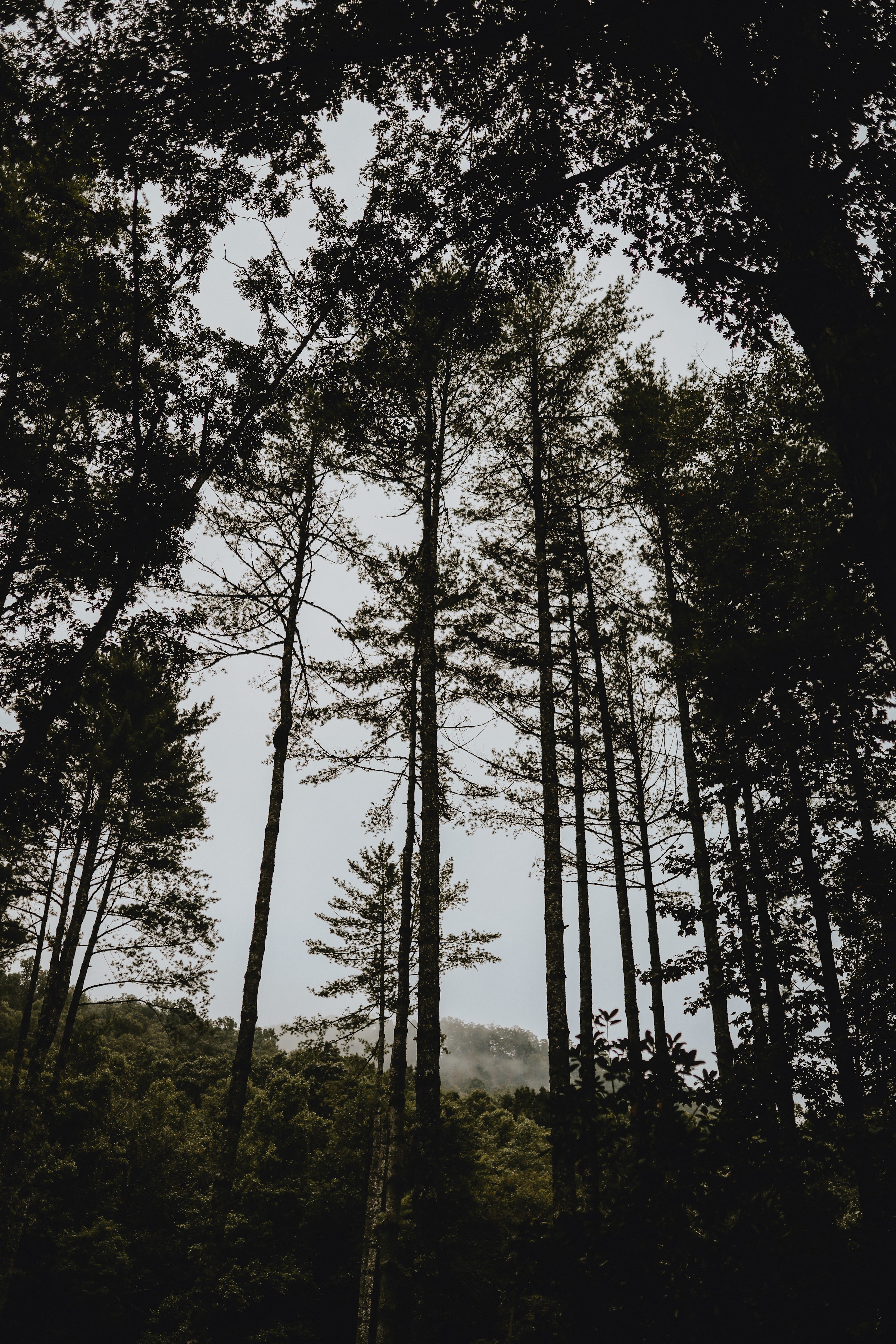 Beautiful early morning views from our campsite -- this campground was so beautiful tuck under the big trees 