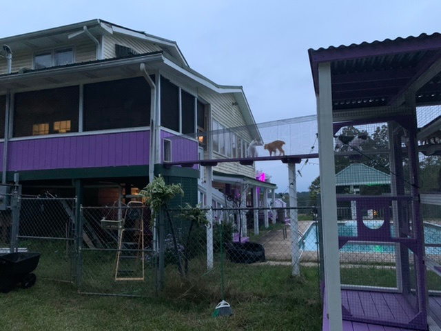 View of the Catio and suspended tunnel attaching it to the house. 