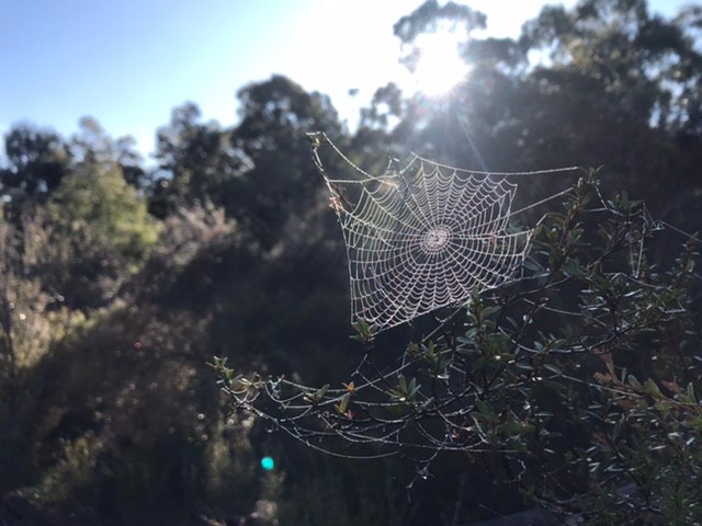 A busy night for arachnids creates some lovely scenes in the early morning.