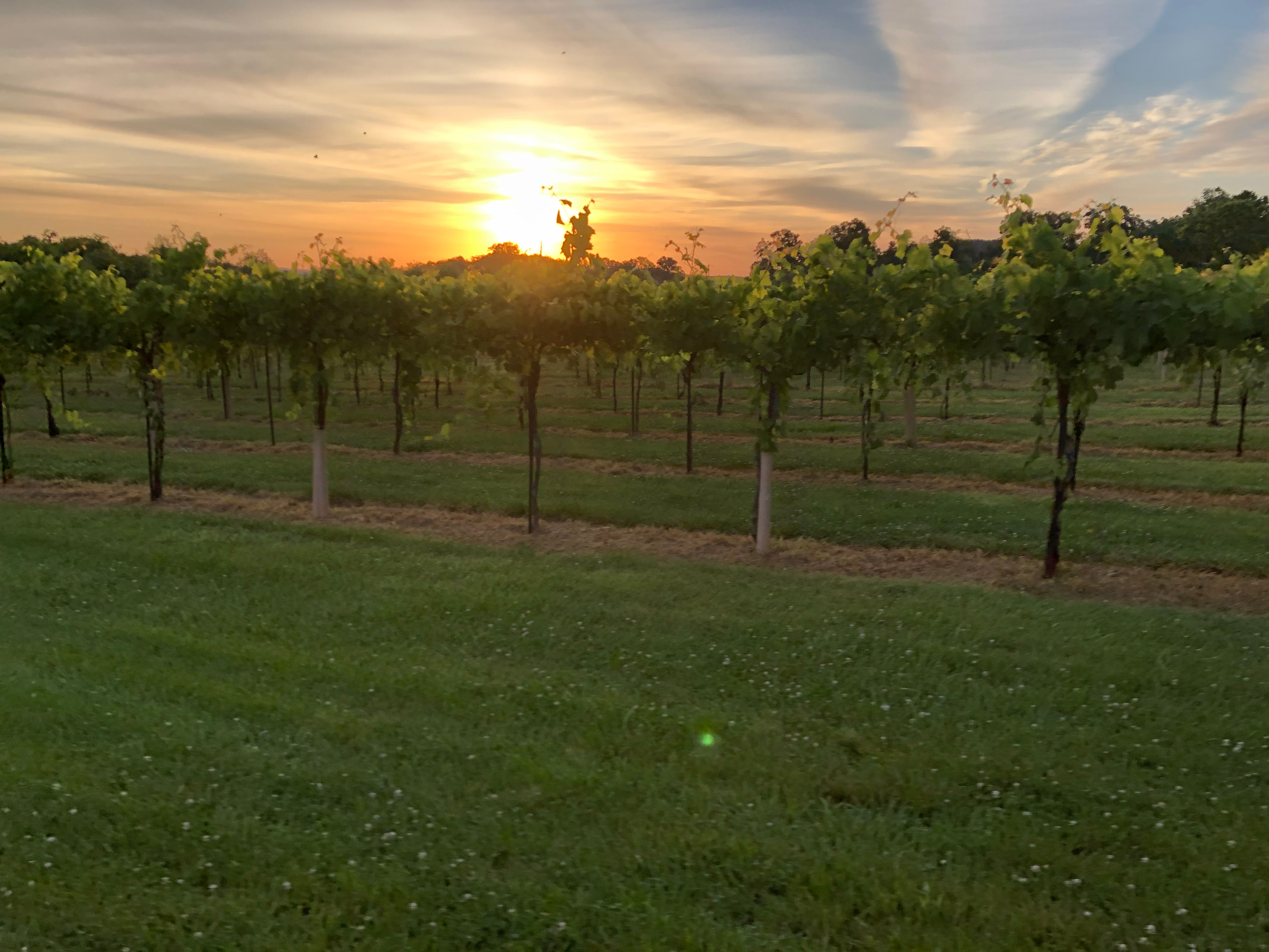 Vineyard at sun rise.