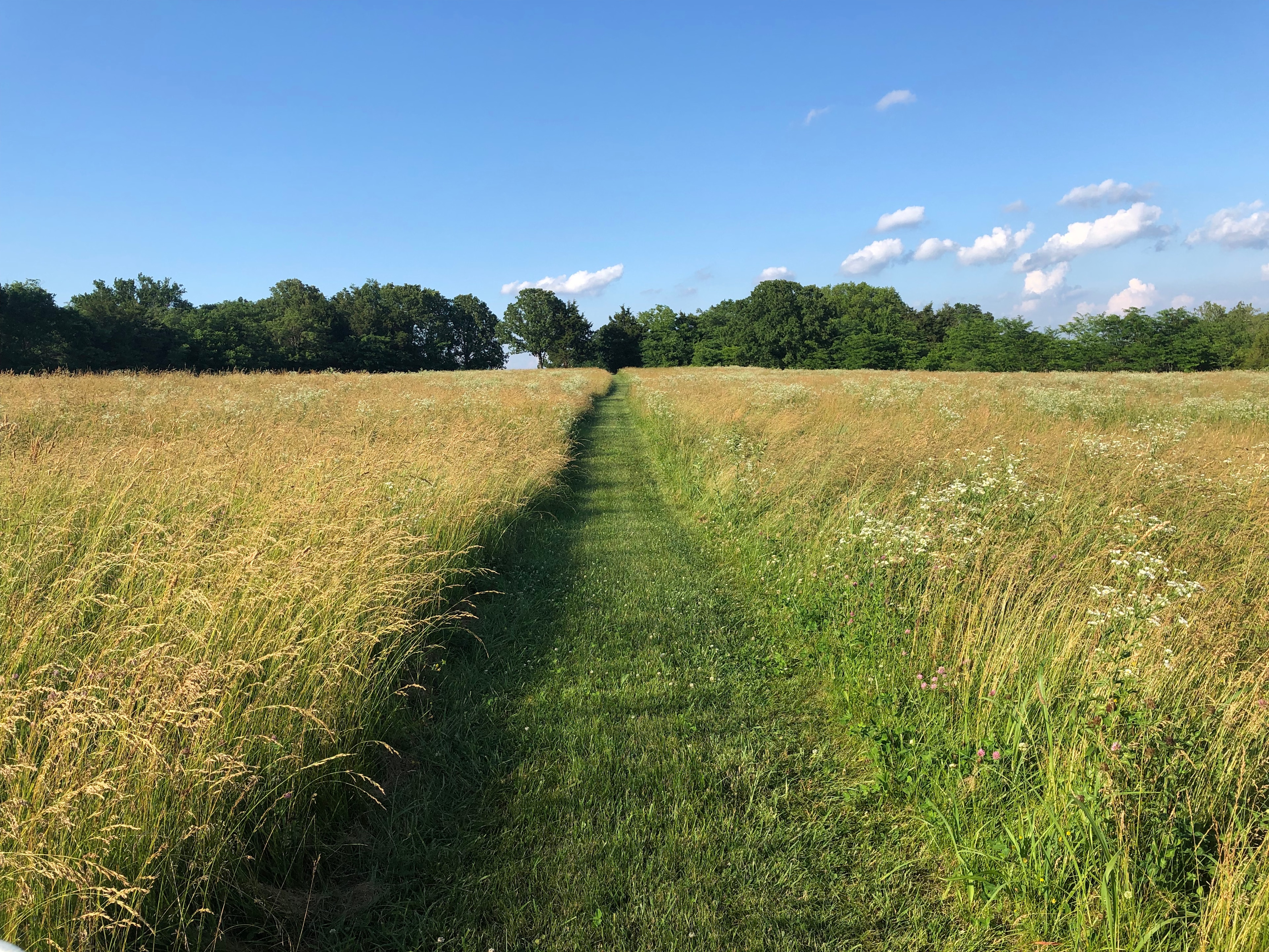 Trail from Campsites to pond.