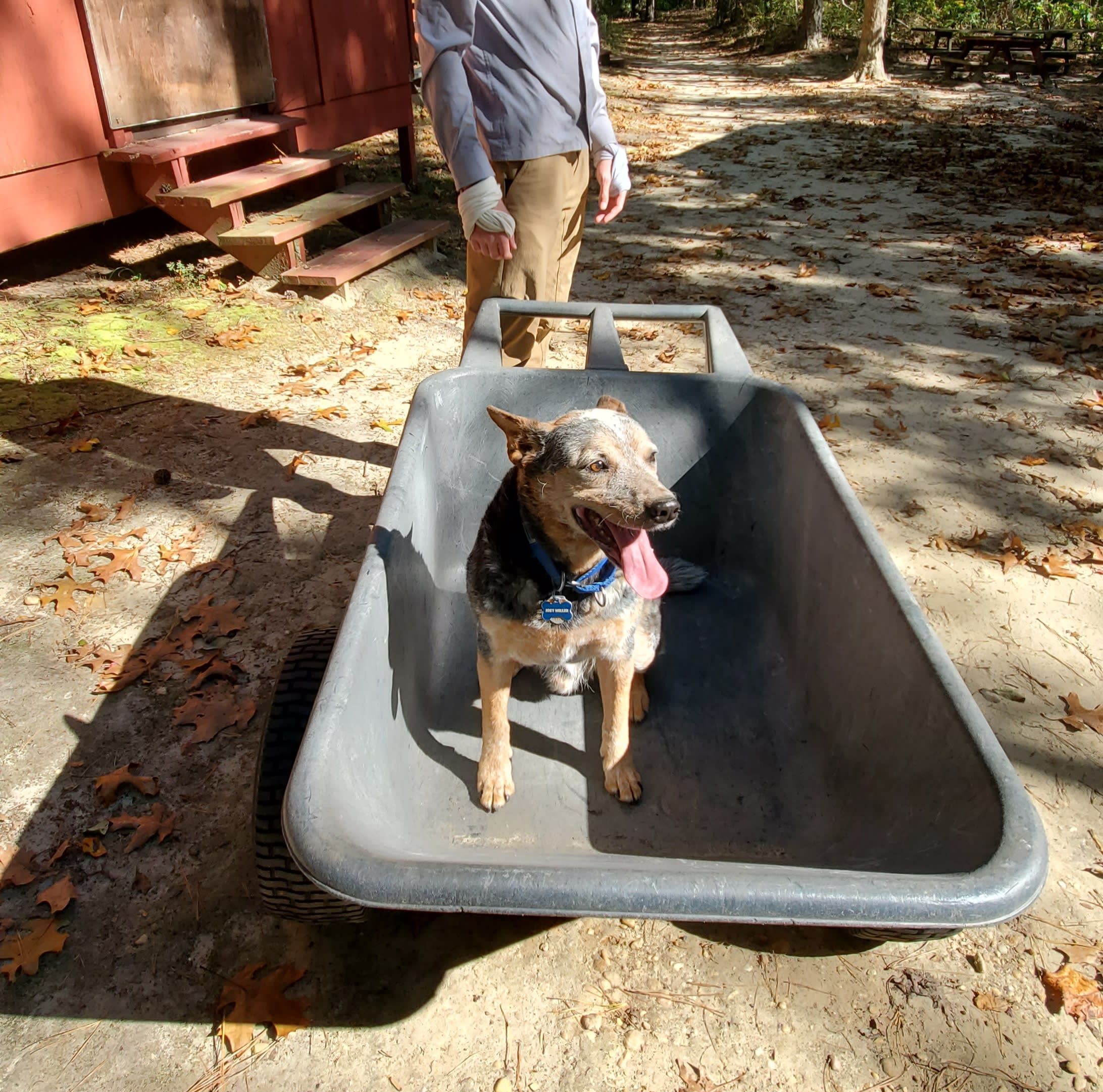 3 wheeled wheel barrel to easily bring our things in. Dog not included.