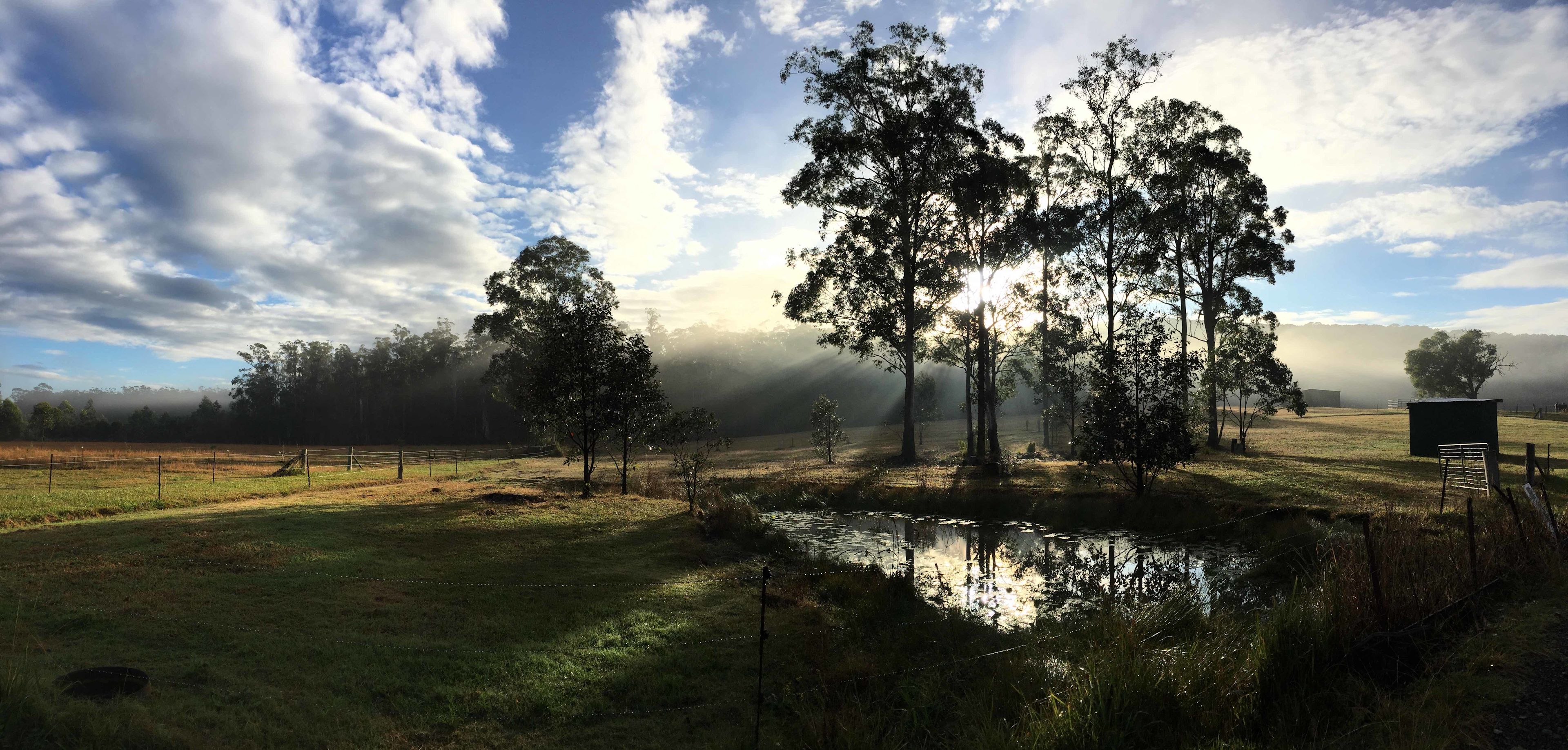 Spirit of the Forest