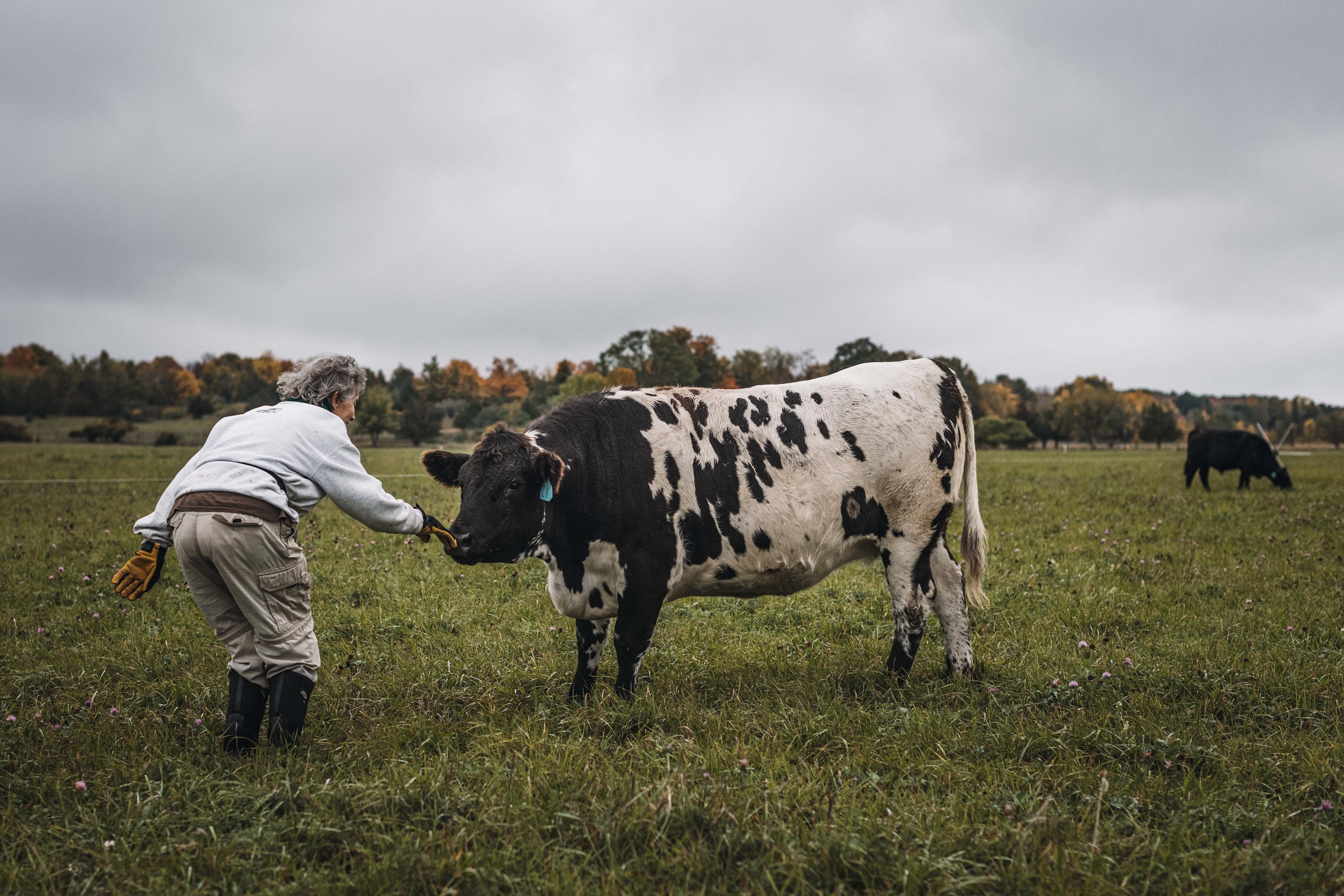 We loved how friendly the cows were!