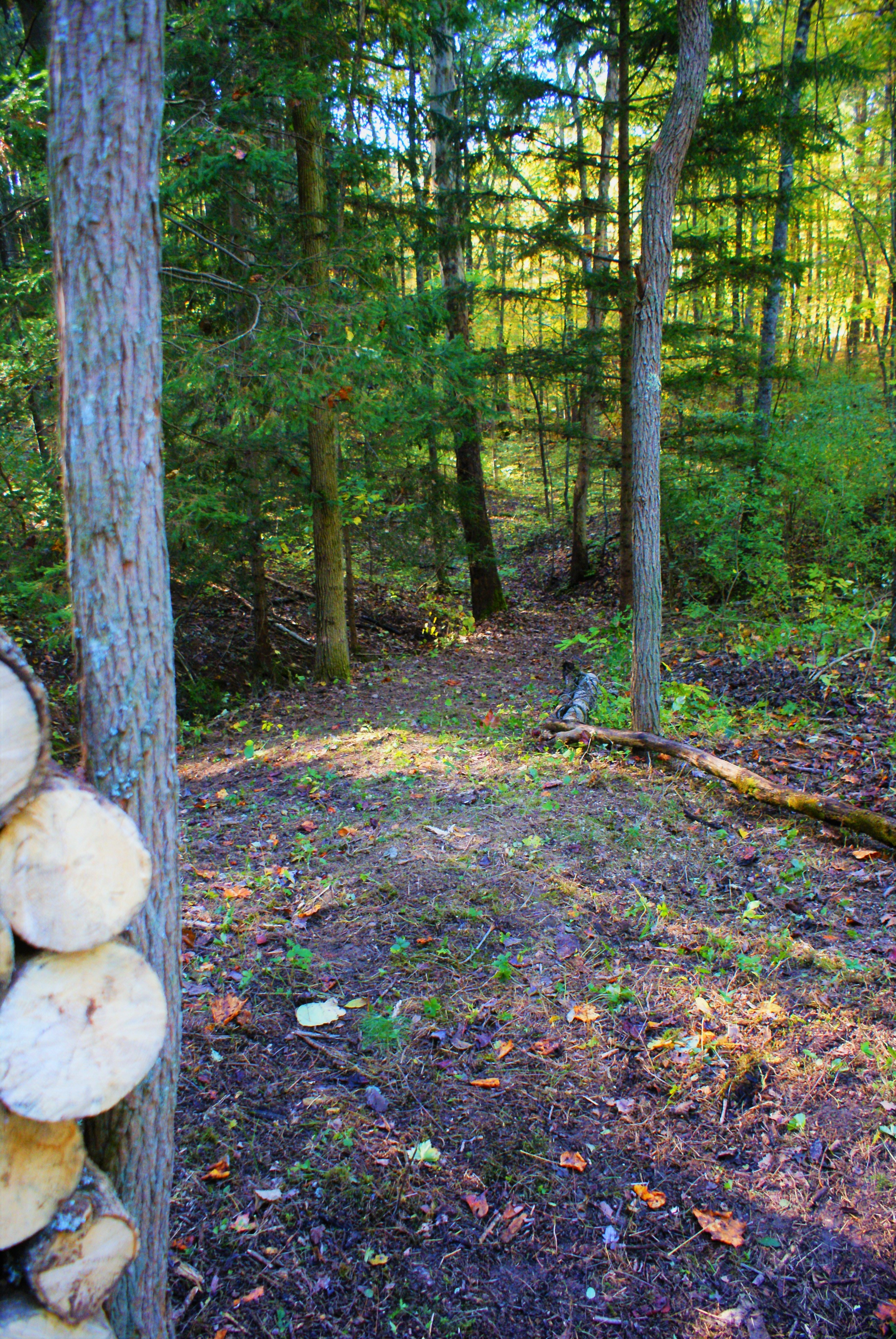 This is the trail leading to an additional relaxation bench. 