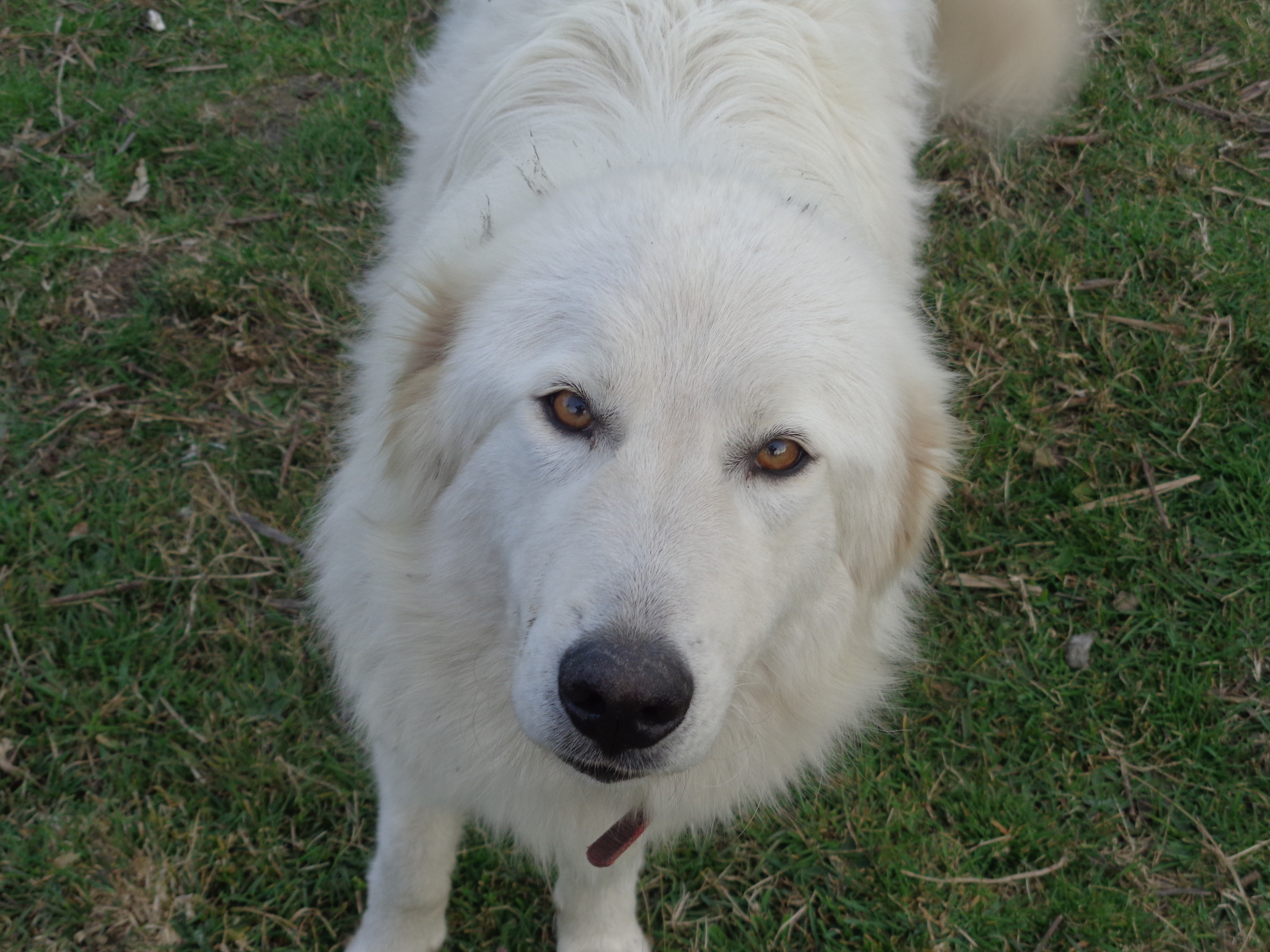 Tamar the Maremma Guardian dog