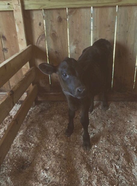 Family Farm Experience